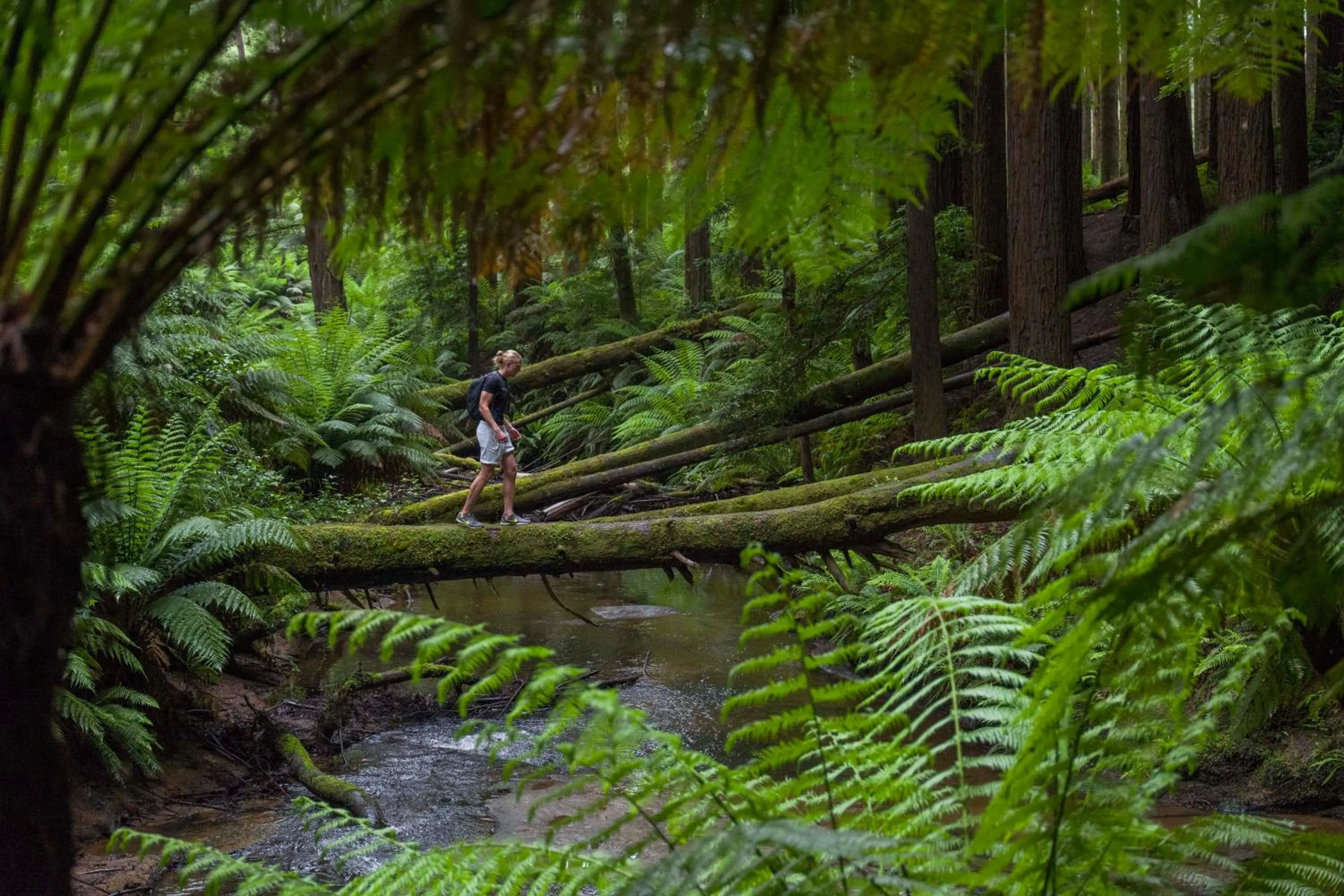 Nearby landmark in YHA Apollo Bay Eco