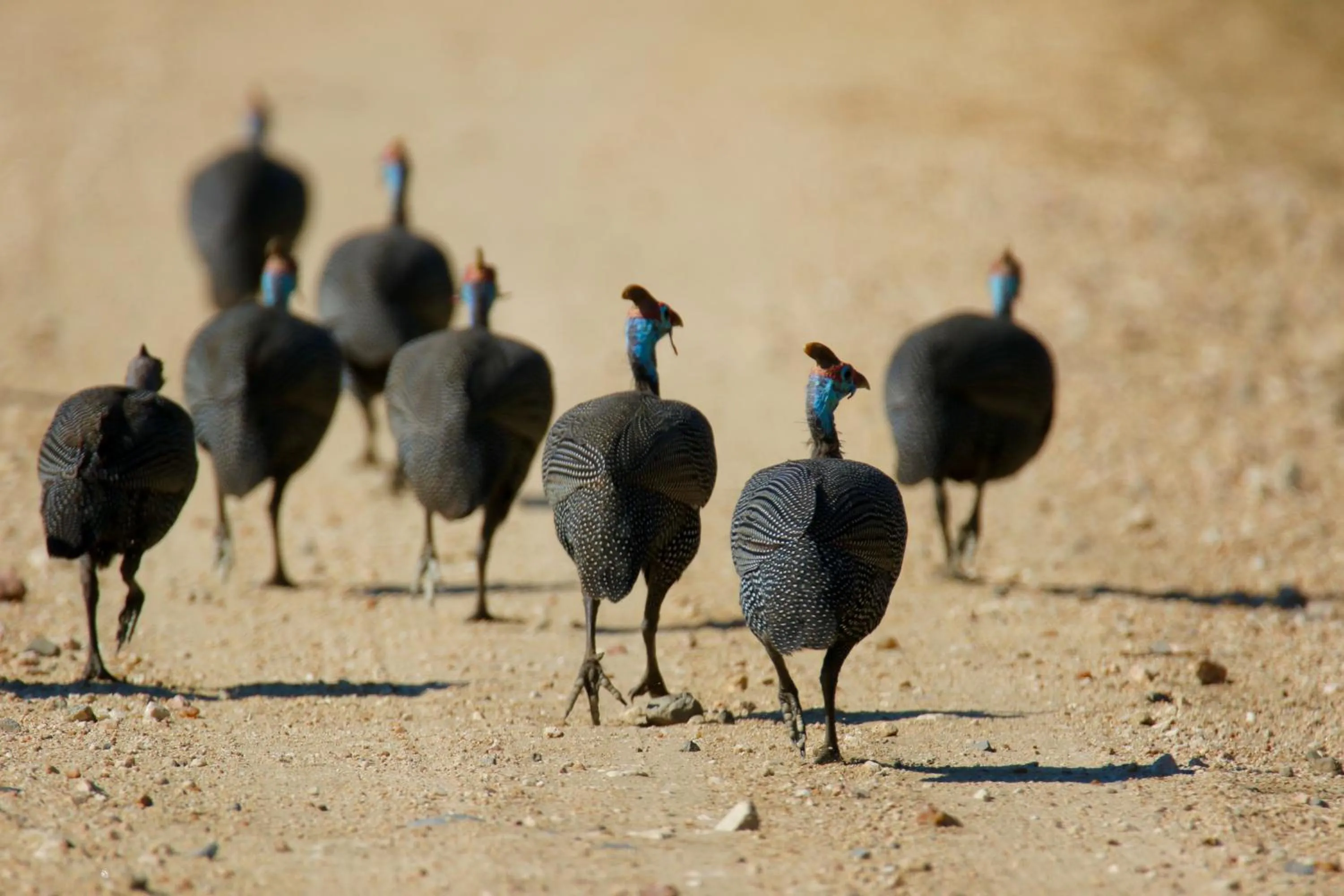 Animals in Parsons Hilltop Safari Camp