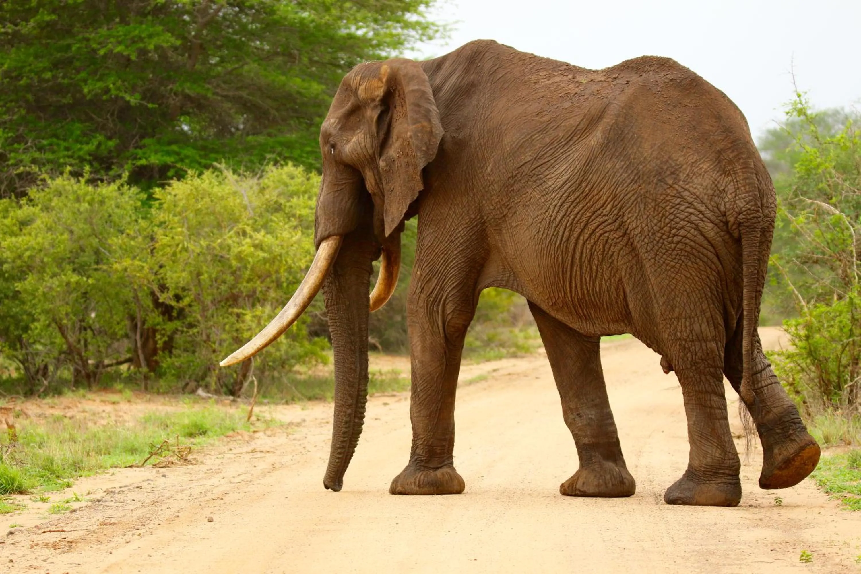 Animals in Parsons Hilltop Safari Camp