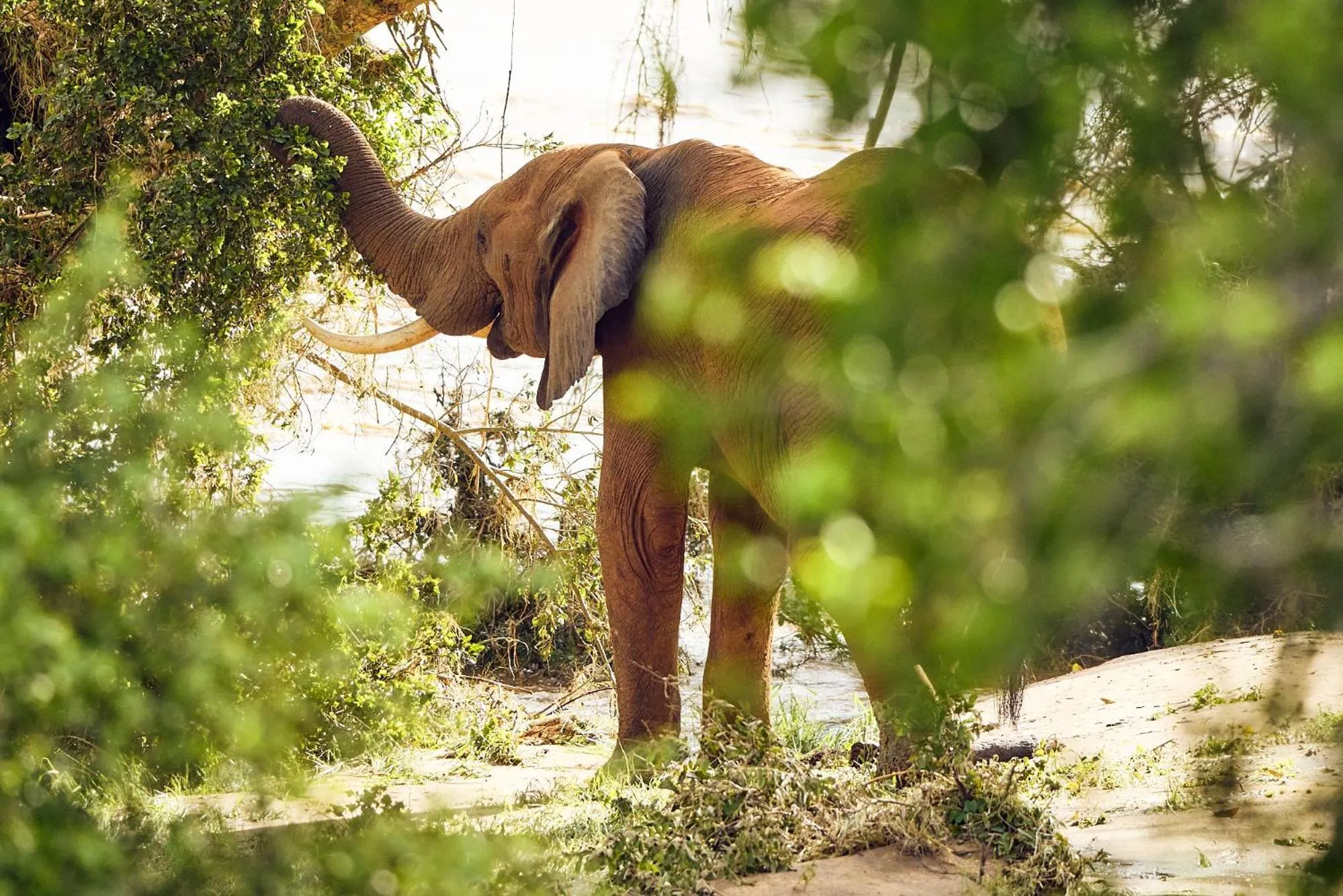 Animals in Parsons Hilltop Safari Camp