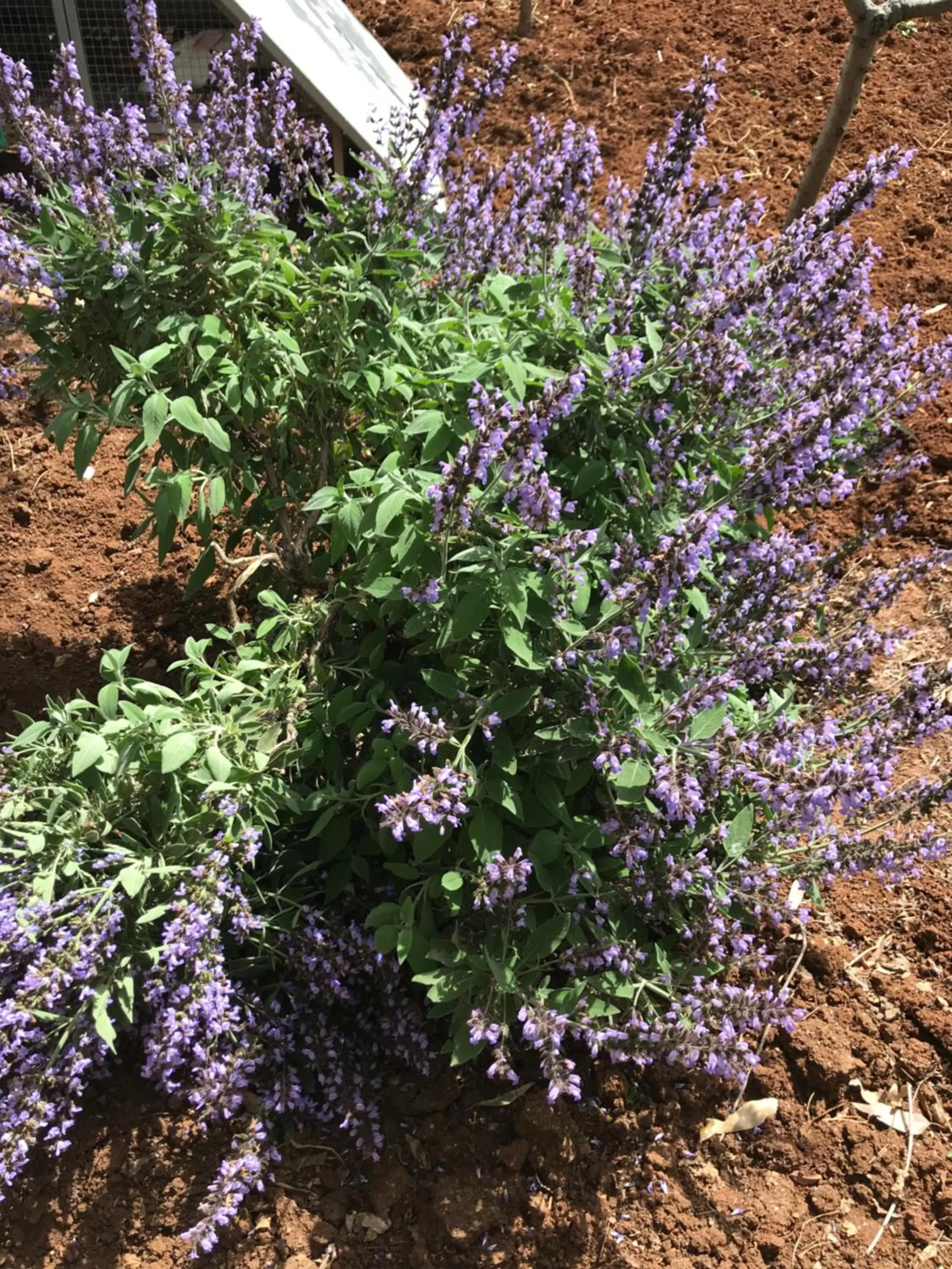 Garden in La casa di Sergio