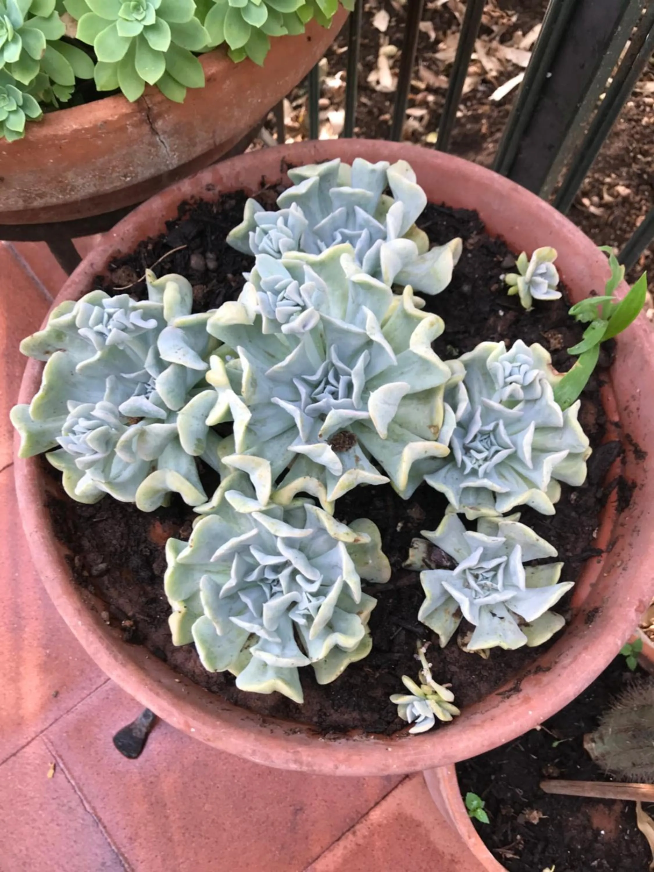 Garden in La casa di Sergio