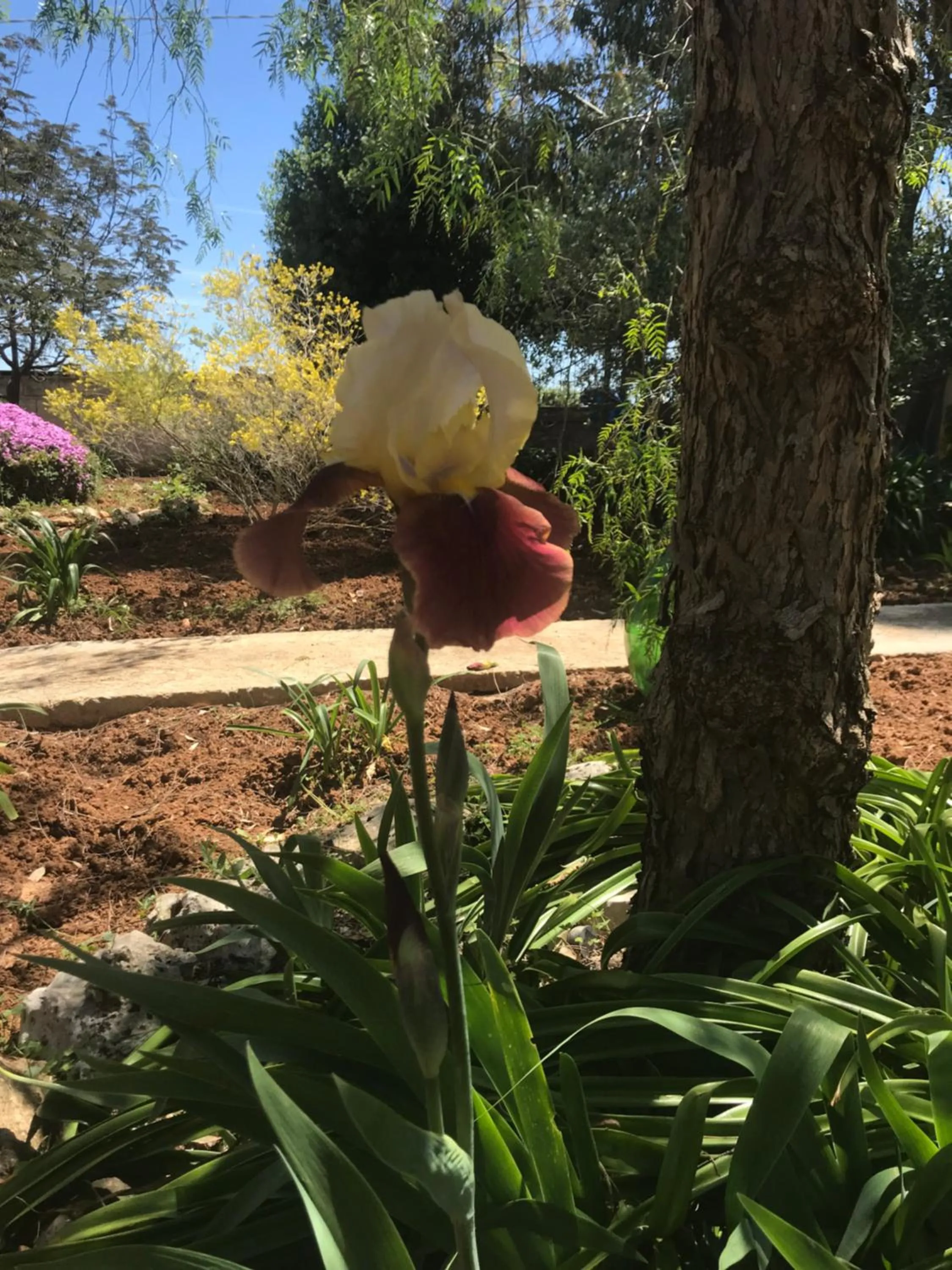 Garden in La casa di Sergio