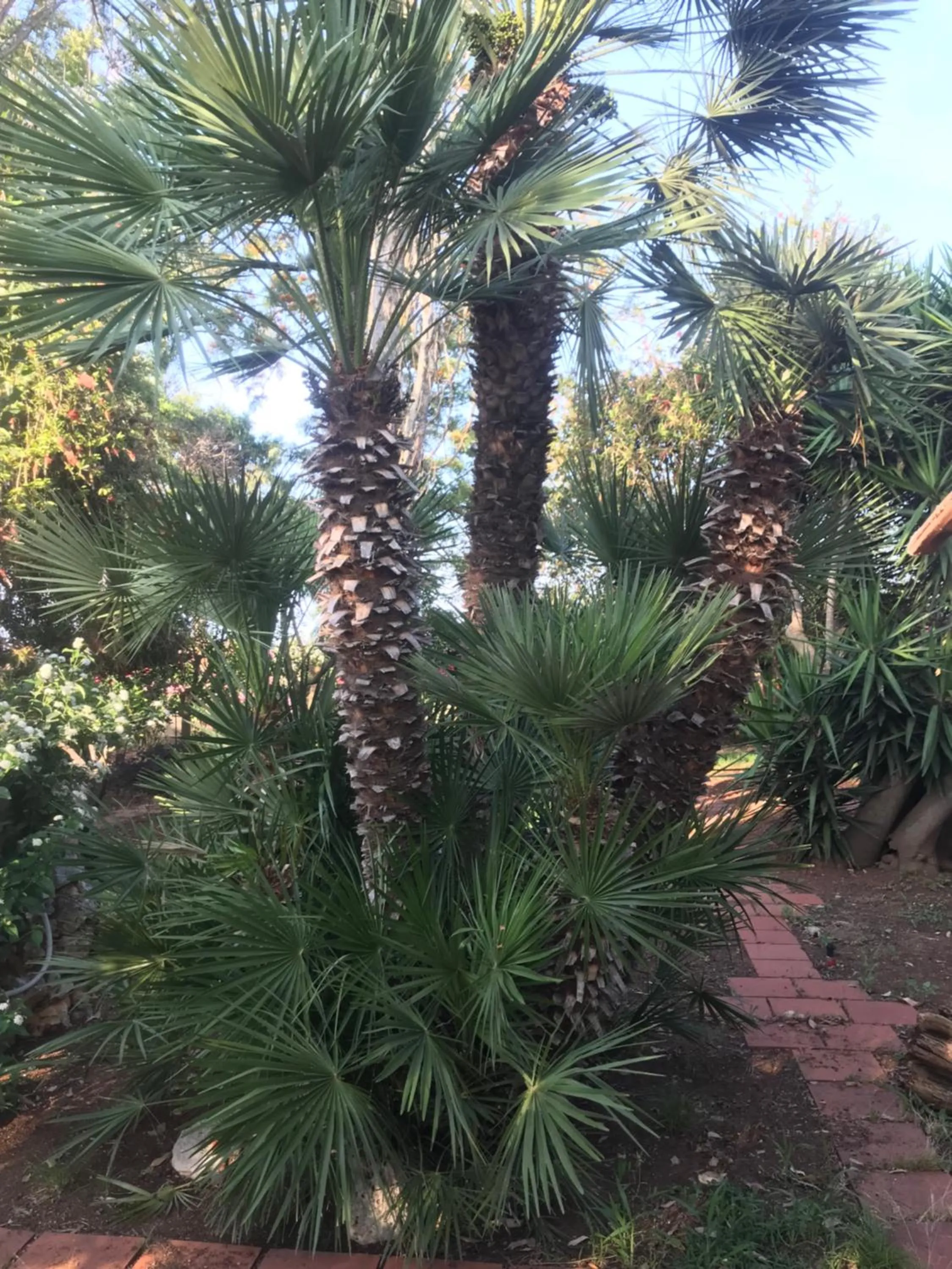 Garden in La casa di Sergio
