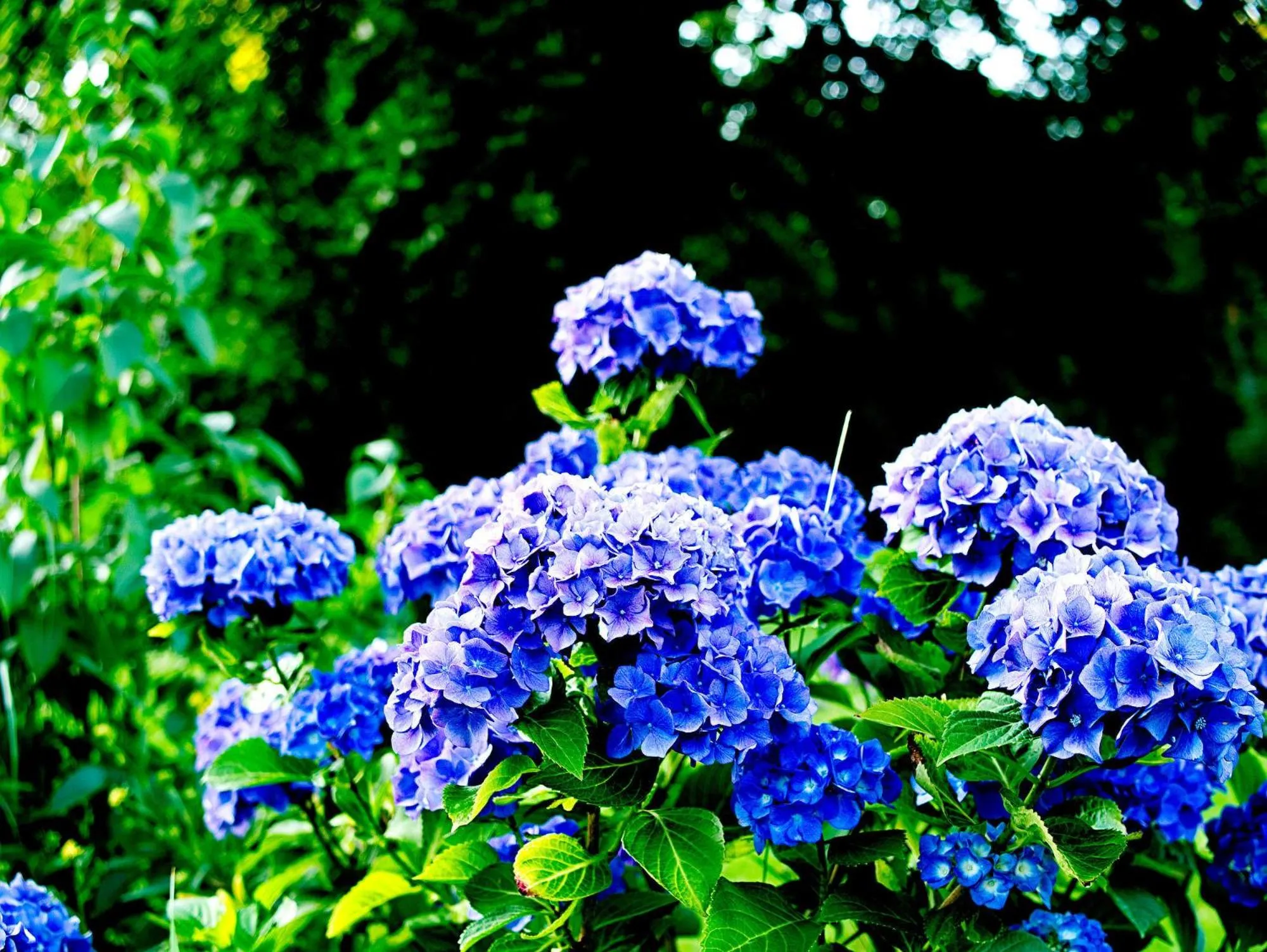 Garden view in Hotel Albrechtshof Gohrisch