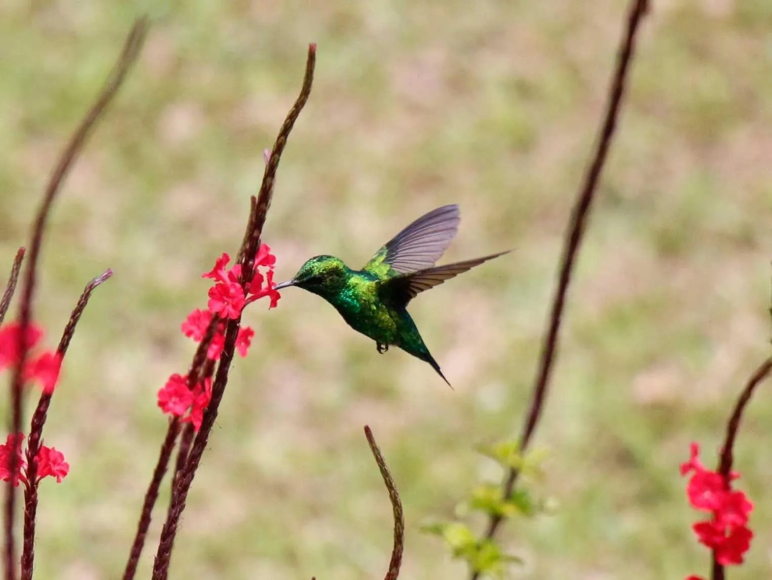 Natural landscape in Ecolodge Bahia del Peñón