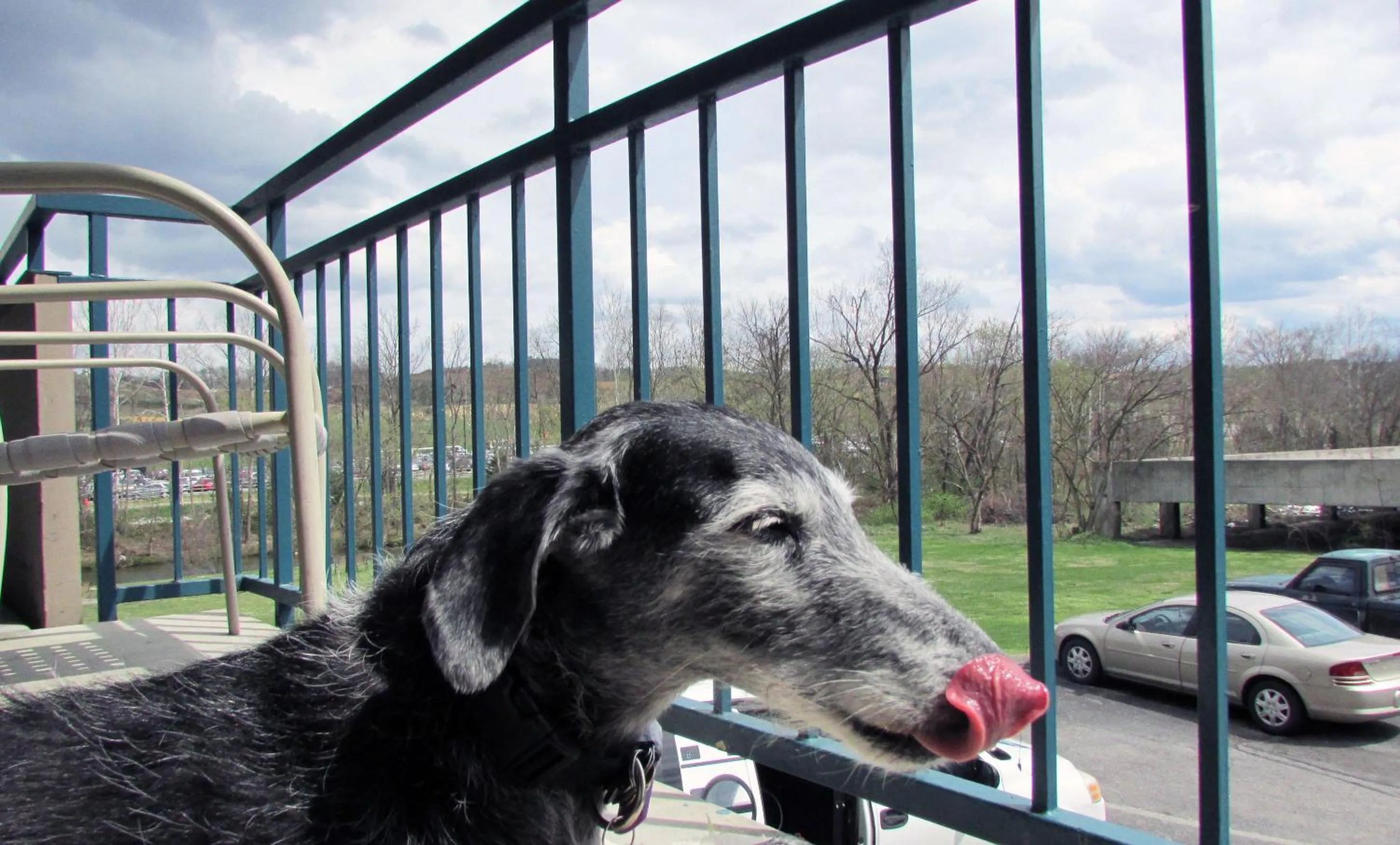 Pets in Arbors at Island Landing Hotel & Suites