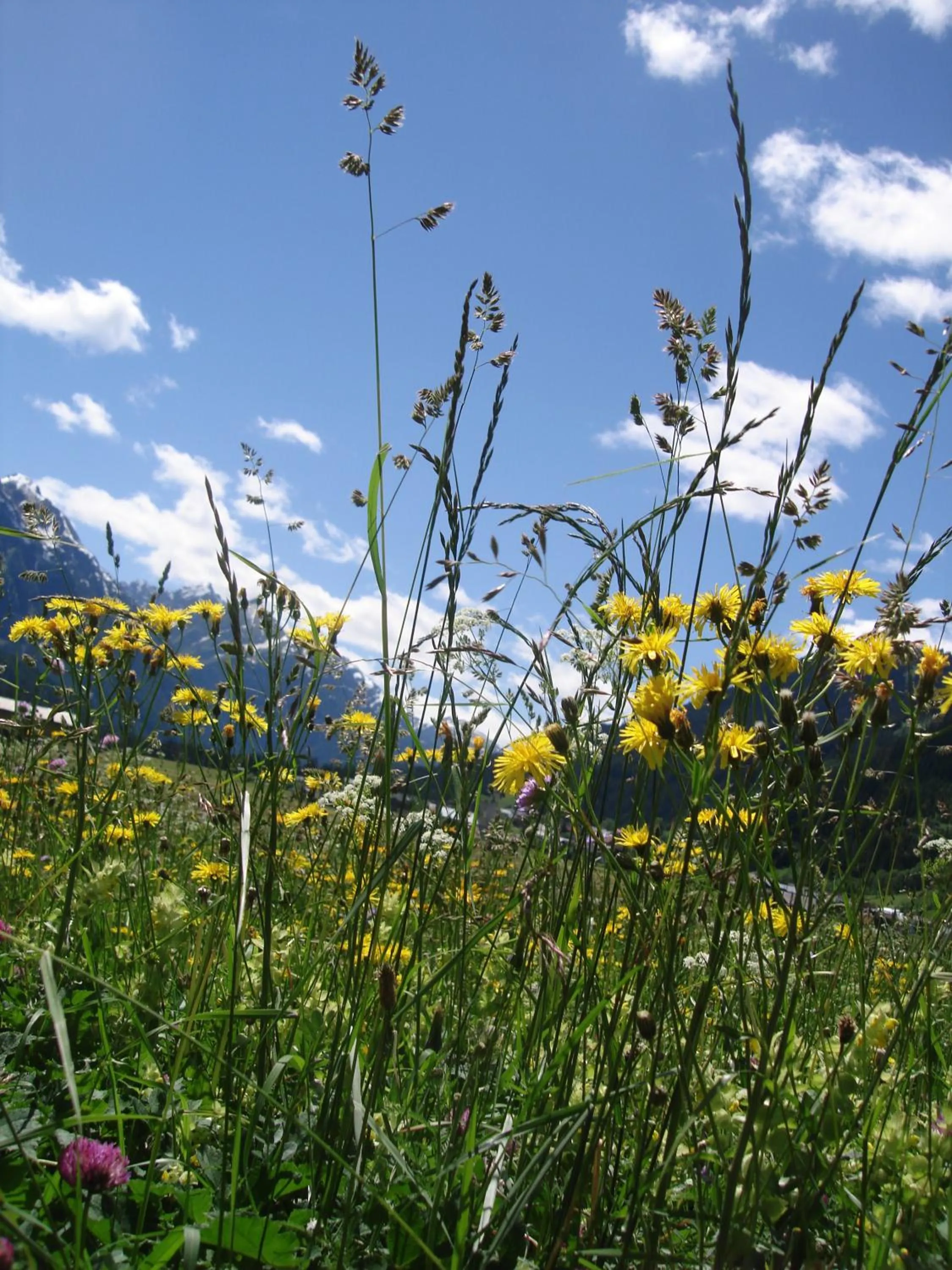 Summer in Ferienwohnungen Durst Roswitha