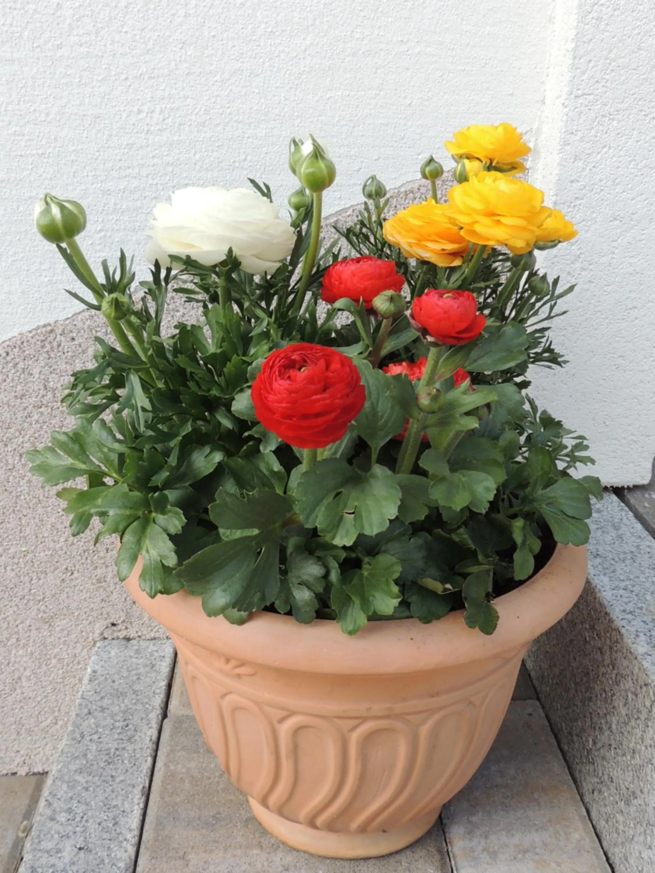 Spring in Ferienwohnungen Durst Roswitha