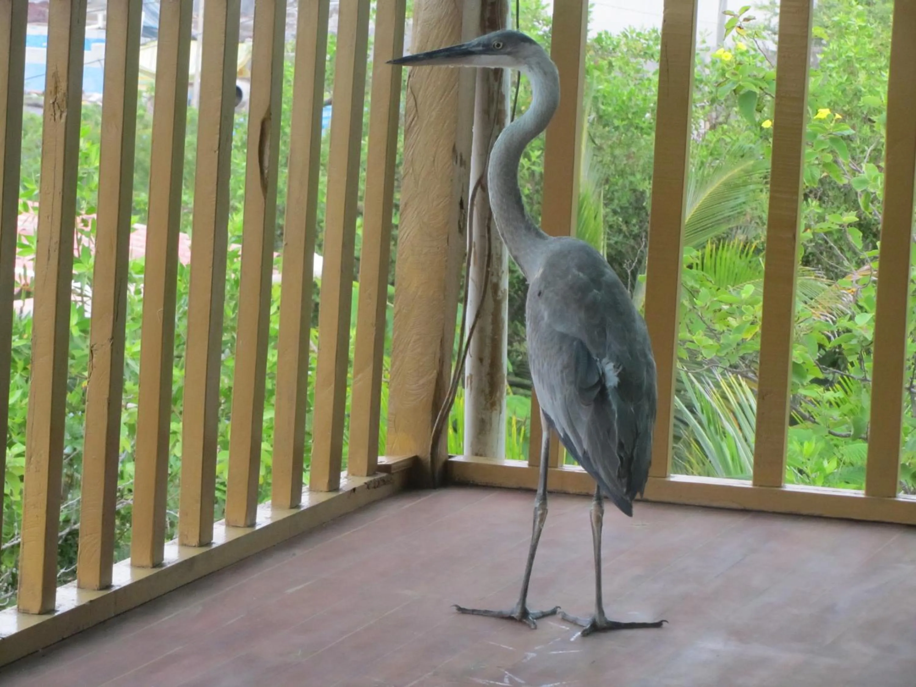 Pets in Galapagos Chalet