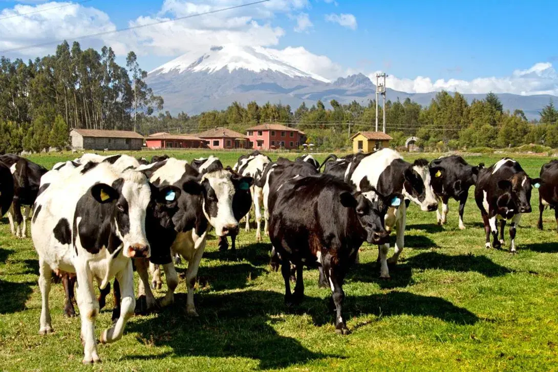 Facade/entrance in Hacienda Hato Verde Facade/entrance in Hacienda Hato Verde