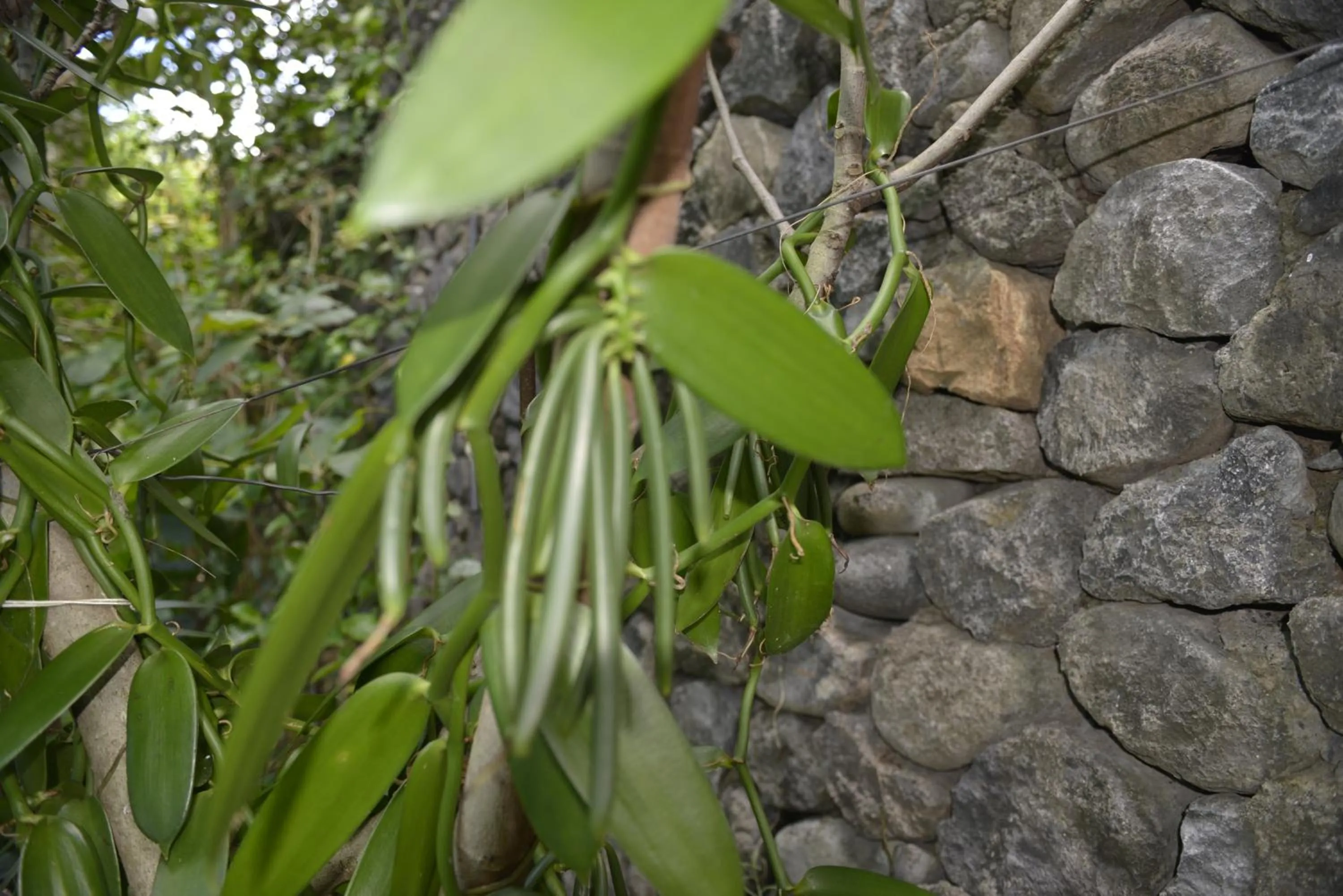 Garden in Villa Des Remparts