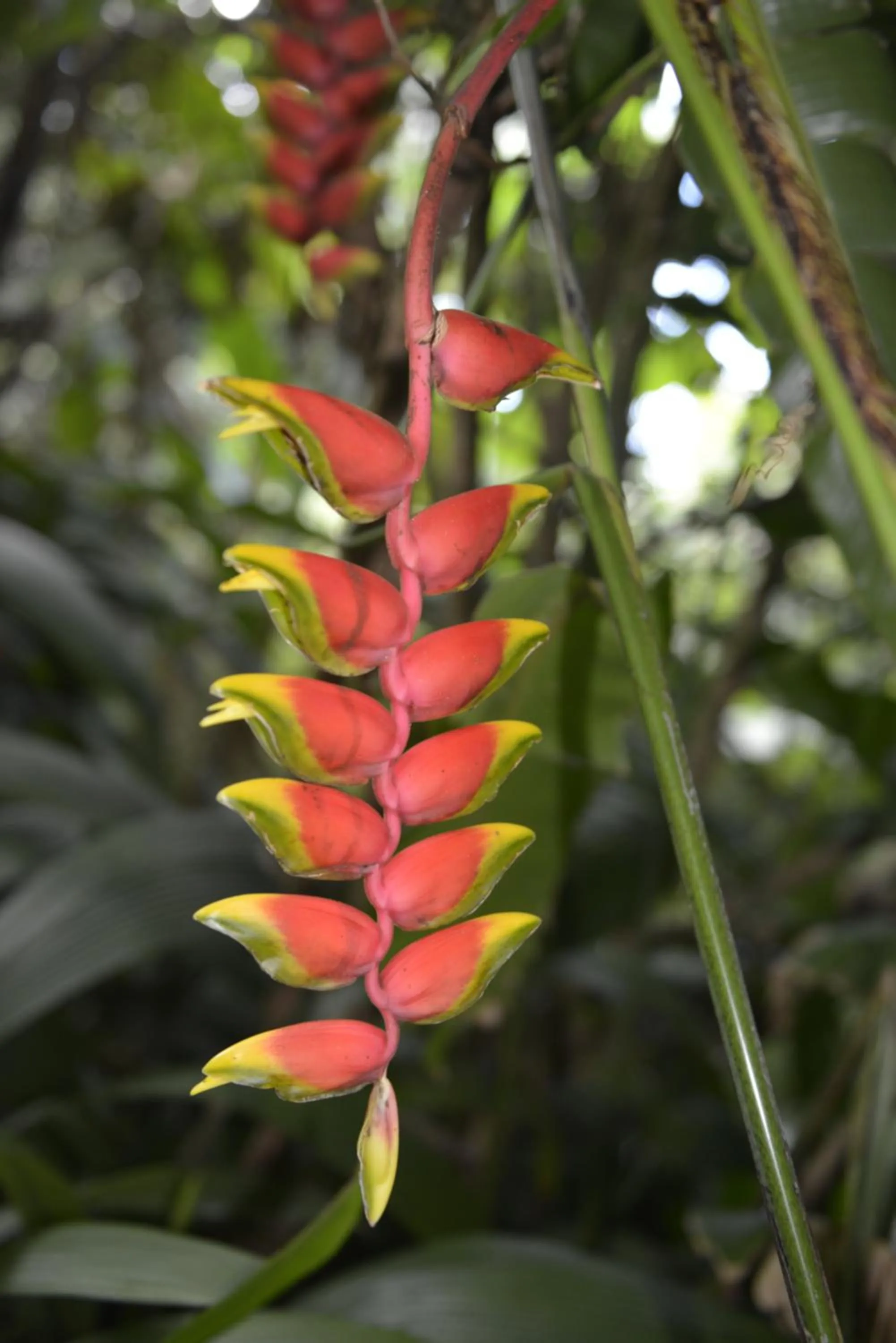 Garden in Villa Des Remparts