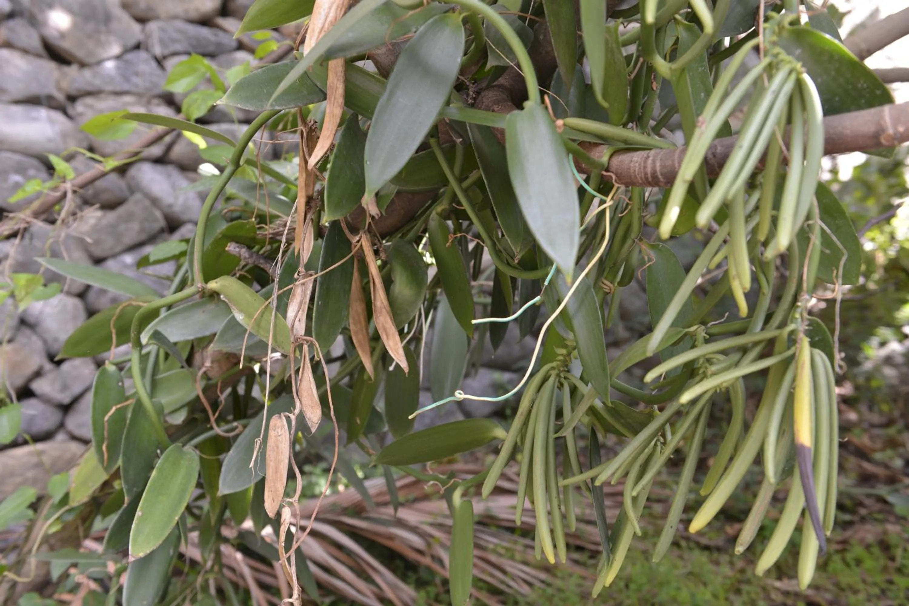 Garden in Villa Des Remparts