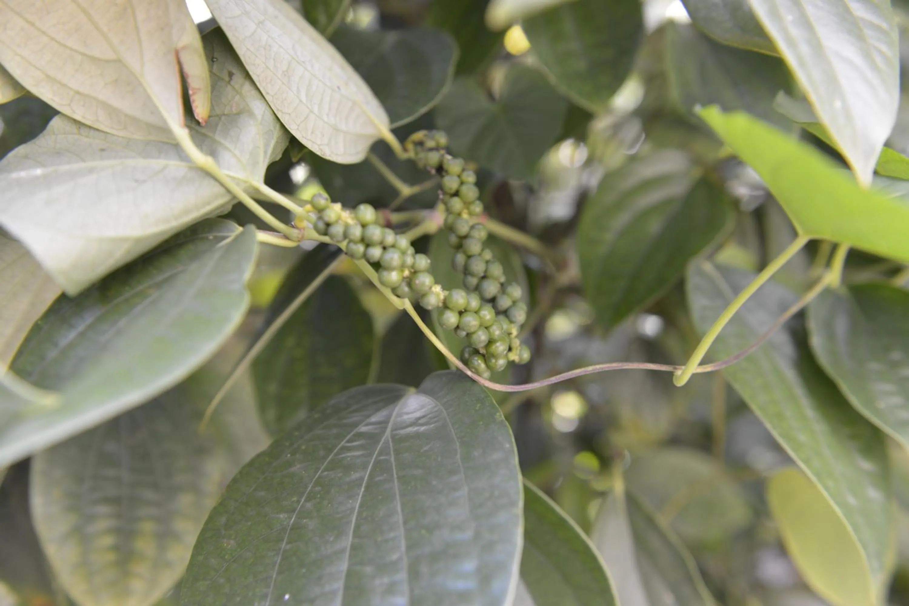 Garden in Villa Des Remparts