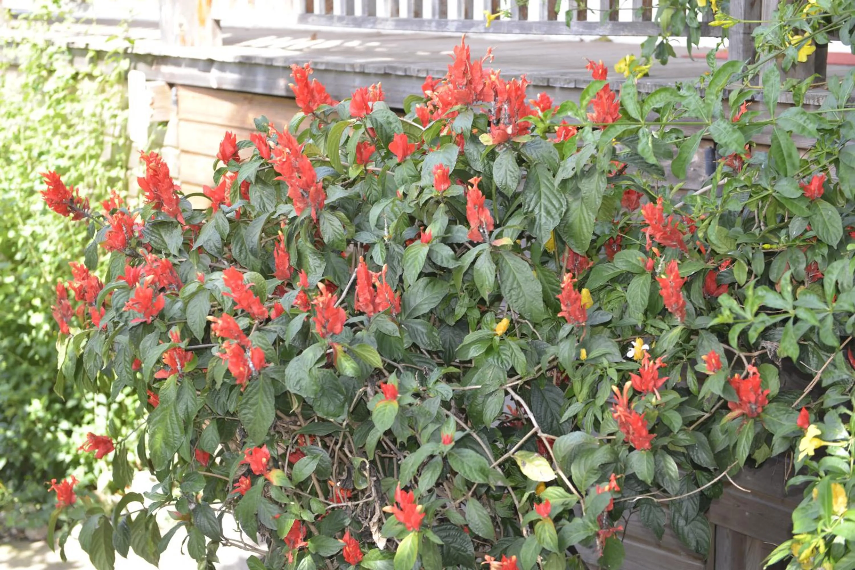 Garden in Villa Des Remparts