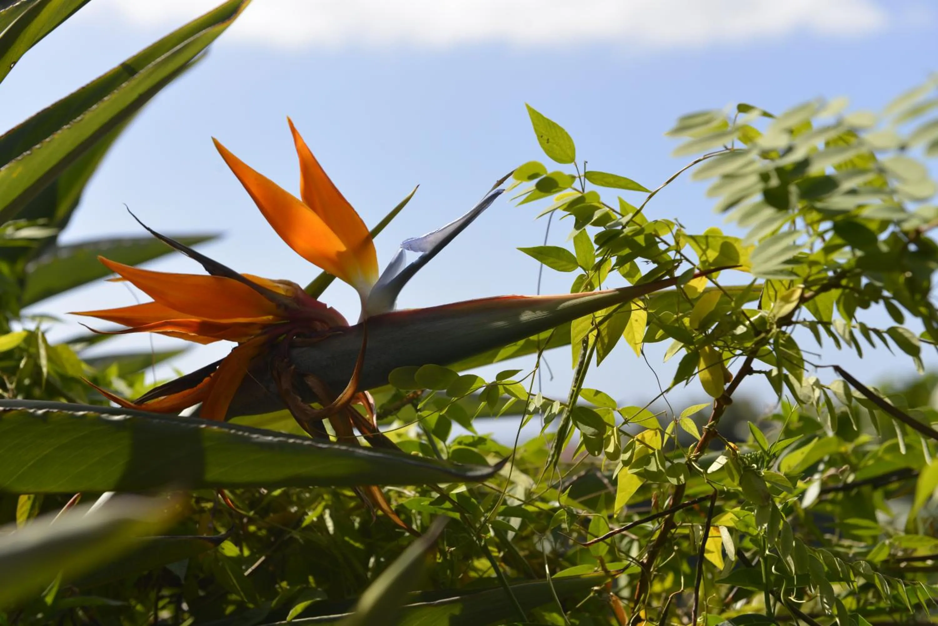 Garden in Villa Des Remparts