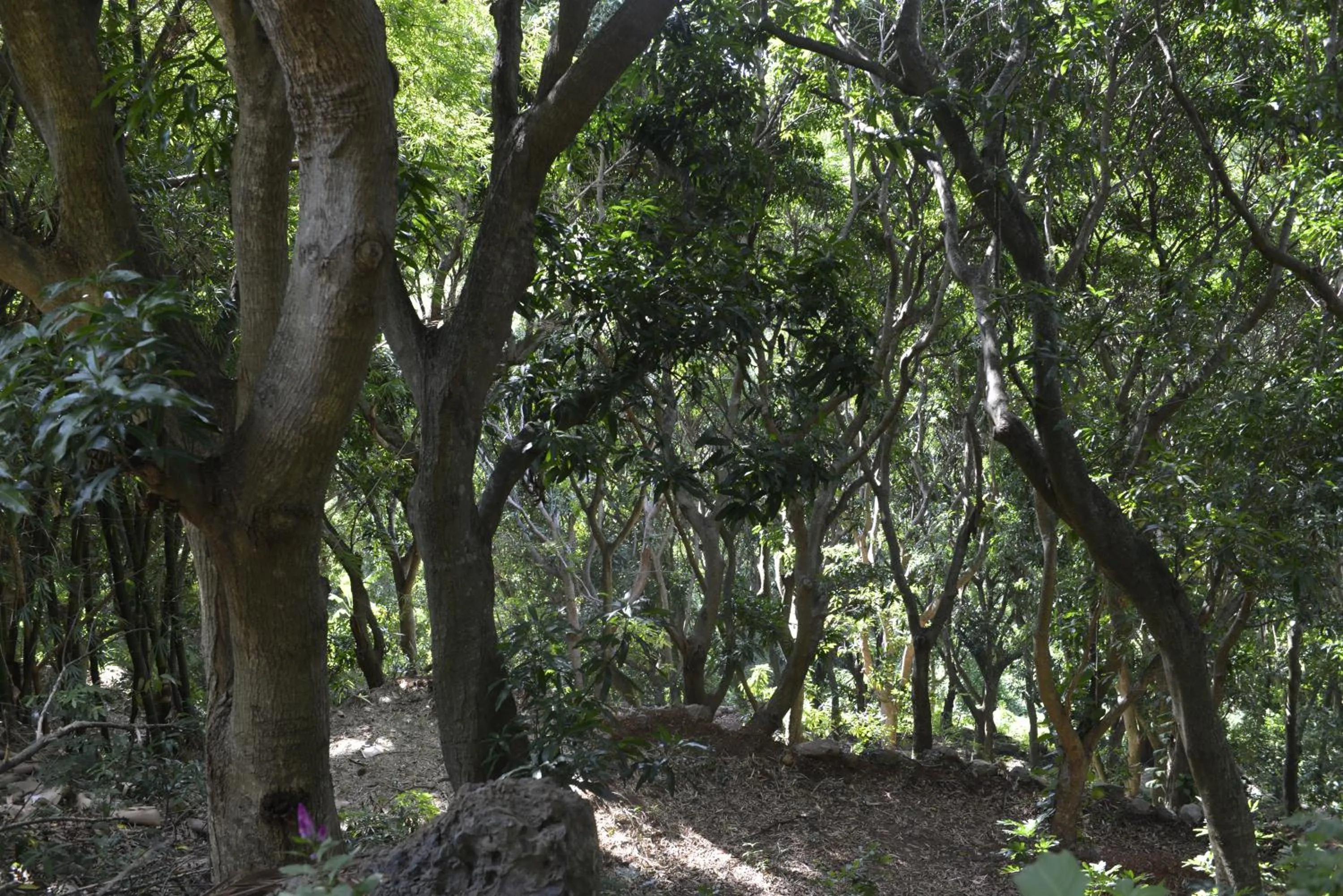 Natural landscape in Villa Des Remparts