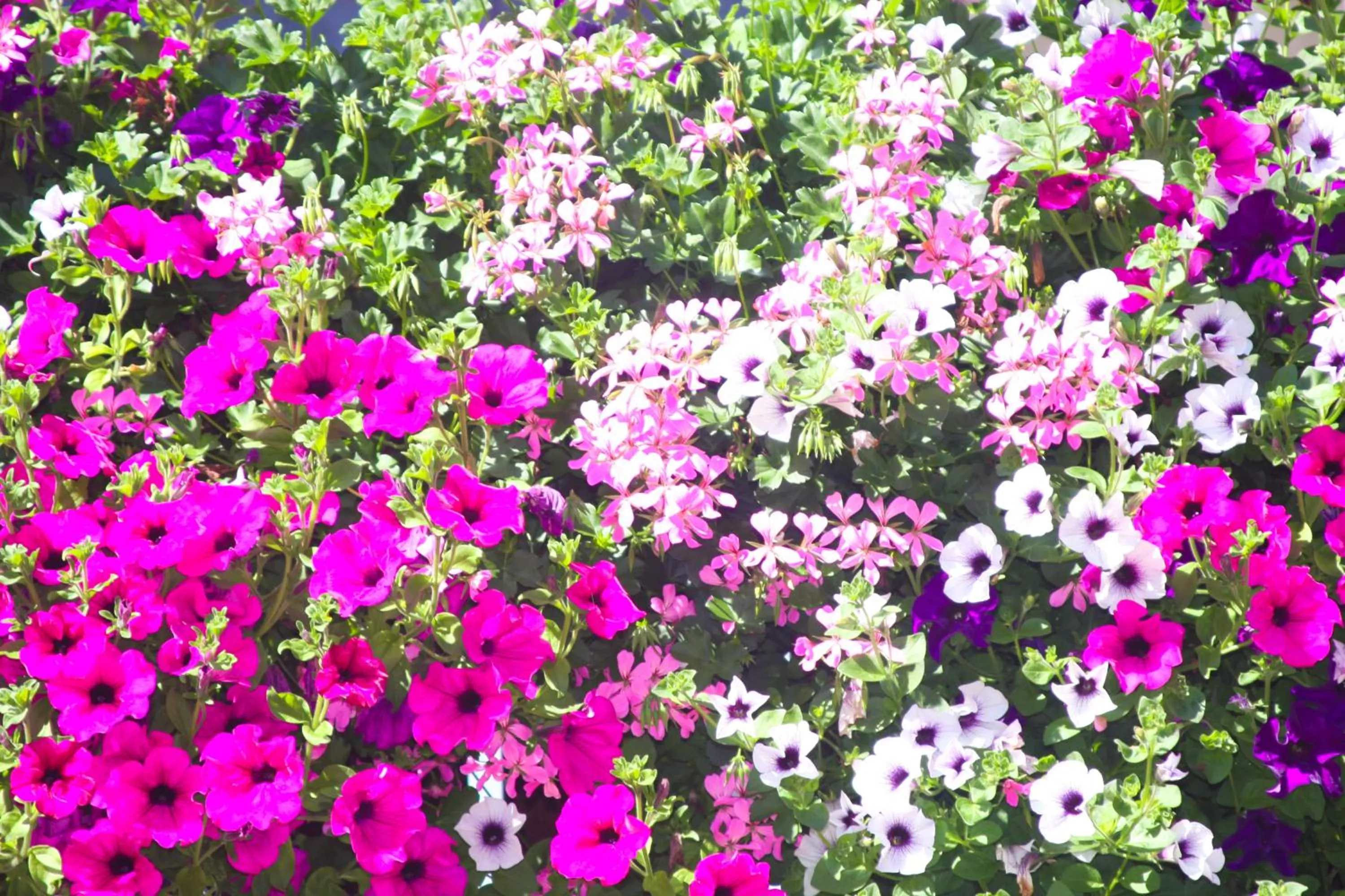 Garden in Pension Enzian