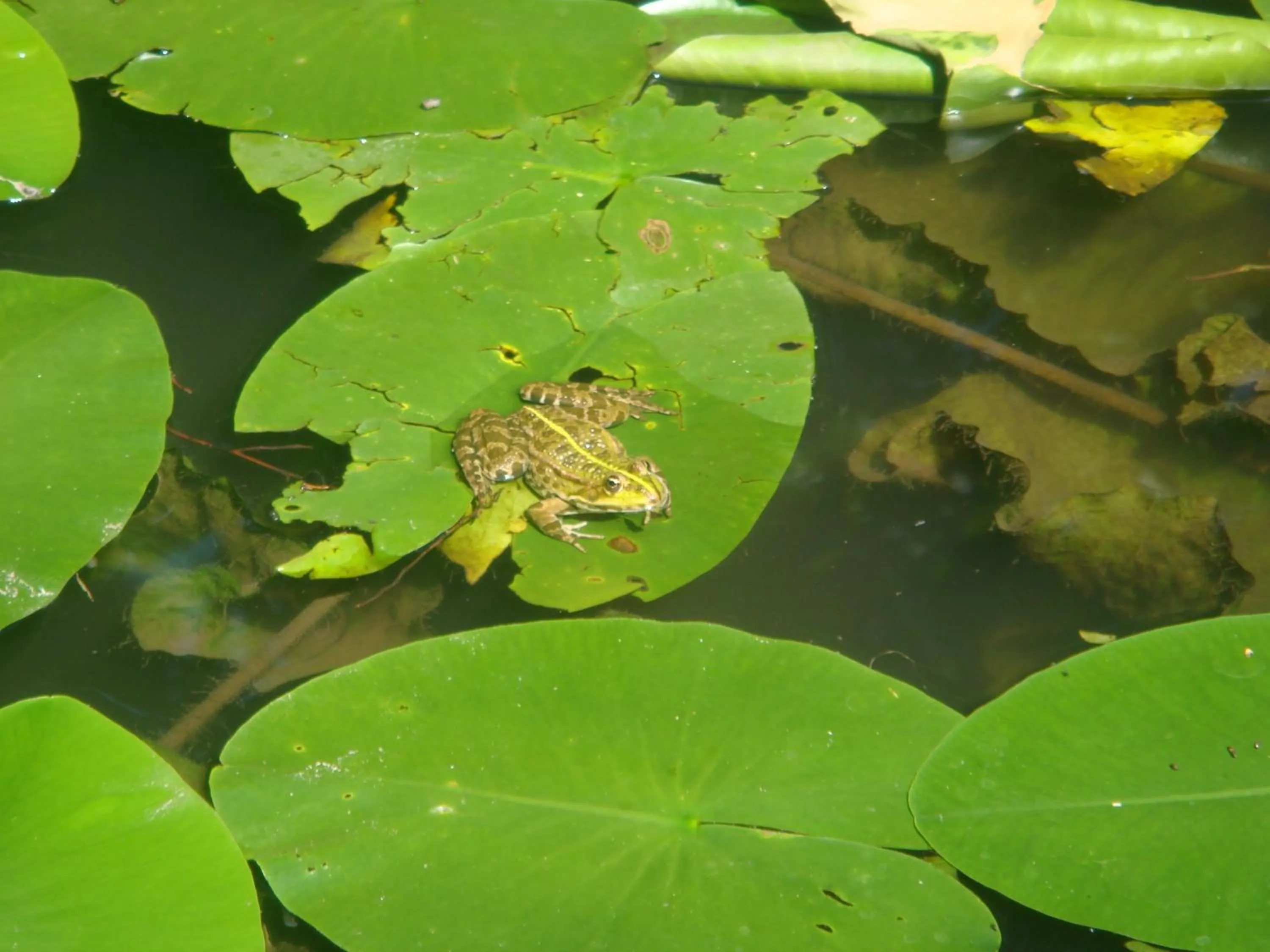 Animals in Bed & Breakfast La Val