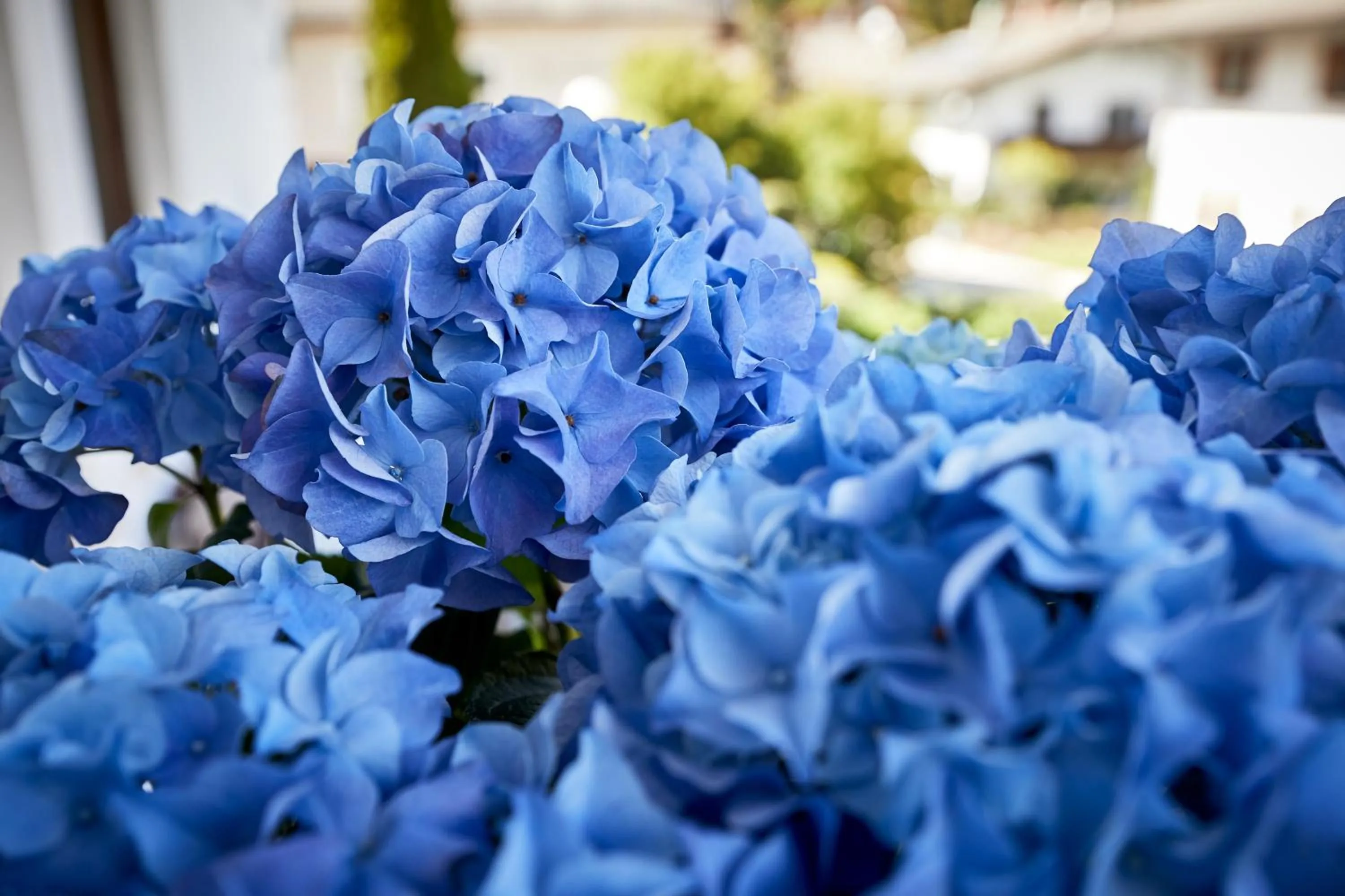 Lobby or reception in Hotel Garni Savoy - new opening