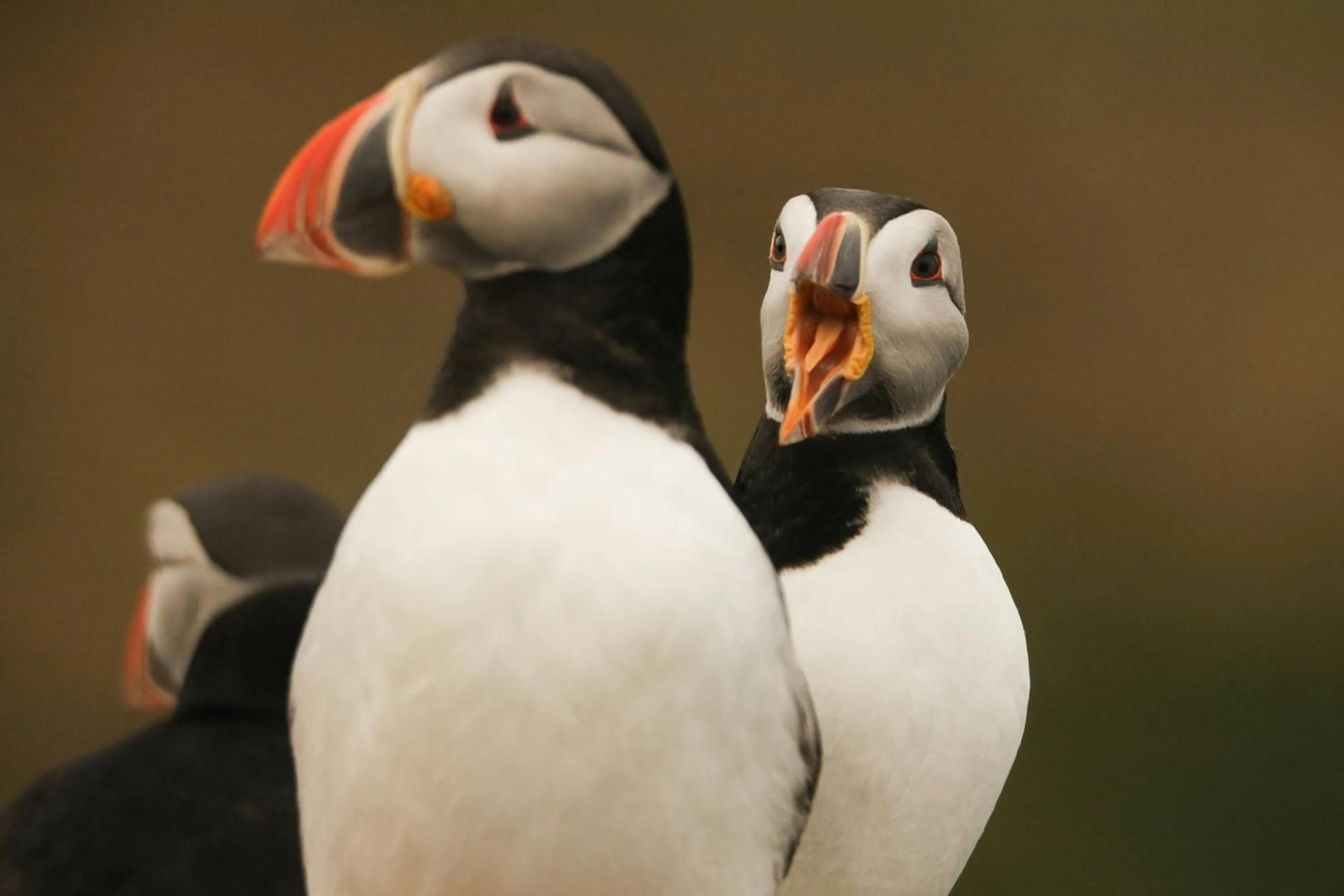 Nearby landmark in Hotel Vestmannaeyjar