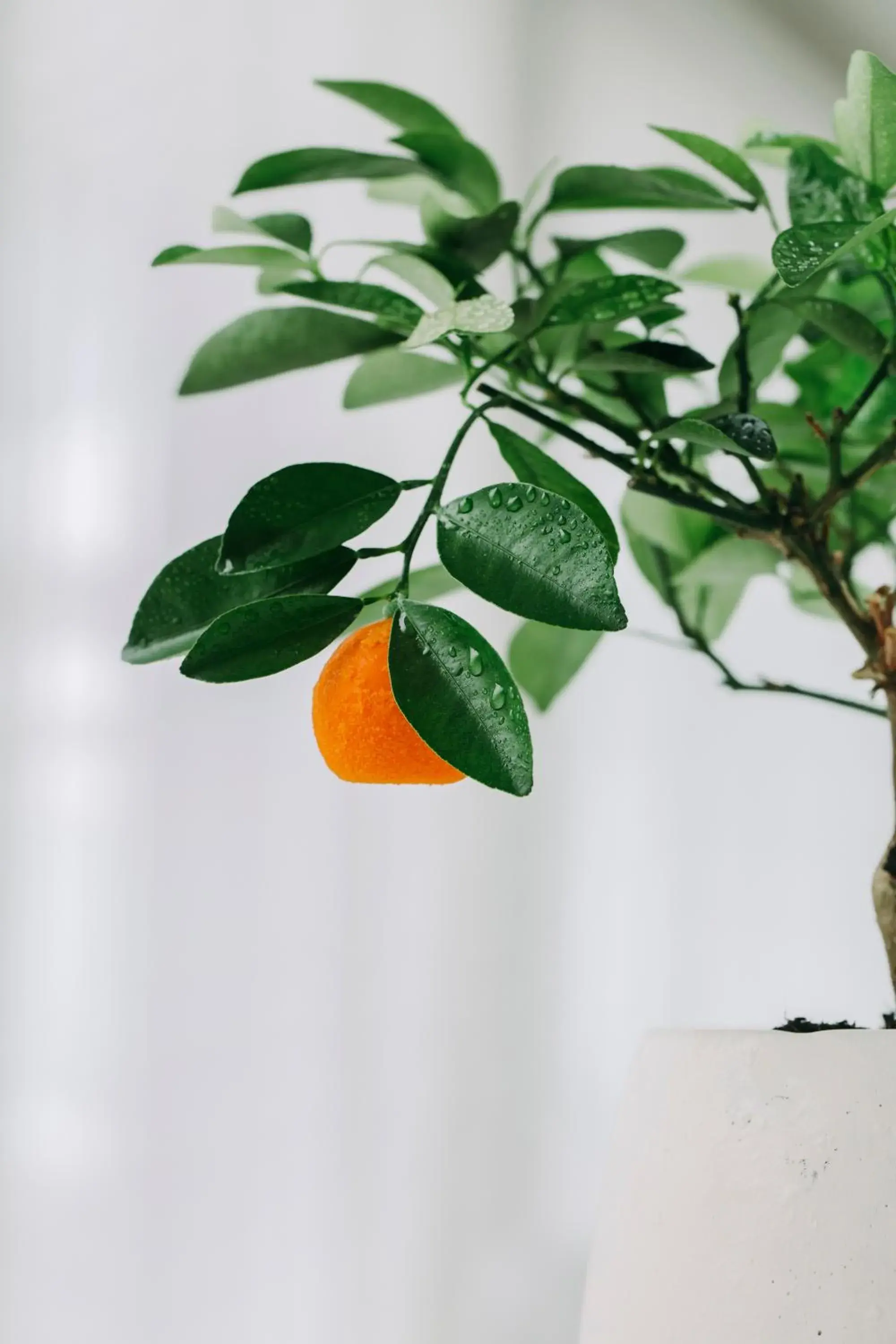 Restaurant/places to eat in Bela Vista Hotel & Spa - Relais & Chateaux Restaurant/places to eat in Bela Vista Hotel & Spa - Relais & Chateaux