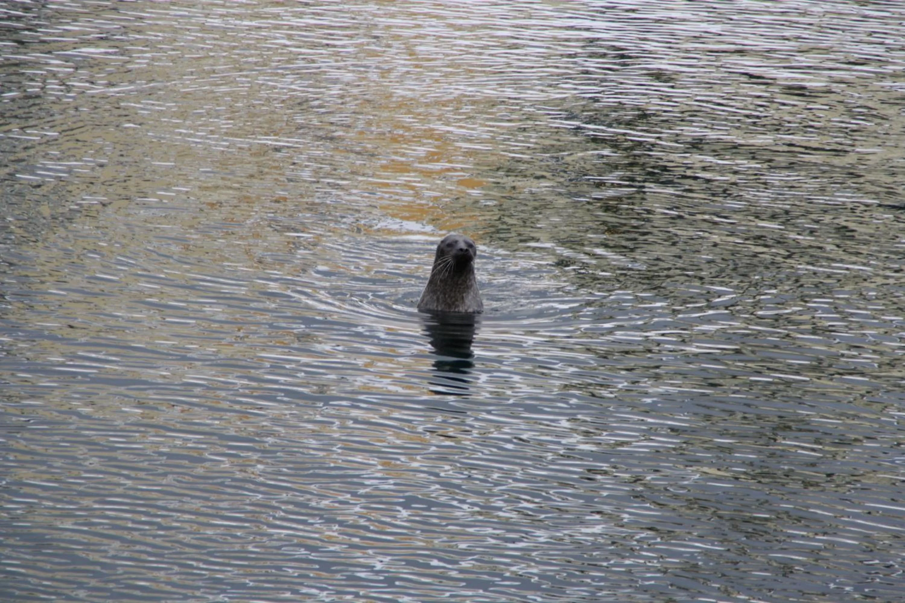View (from property/room) in Holmvik Brygge Nyksund