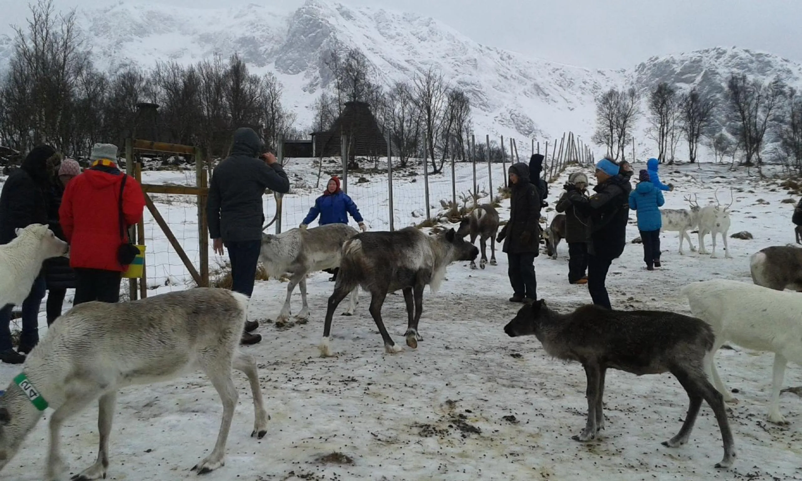 Animals in Holmvik Brygge Nyksund