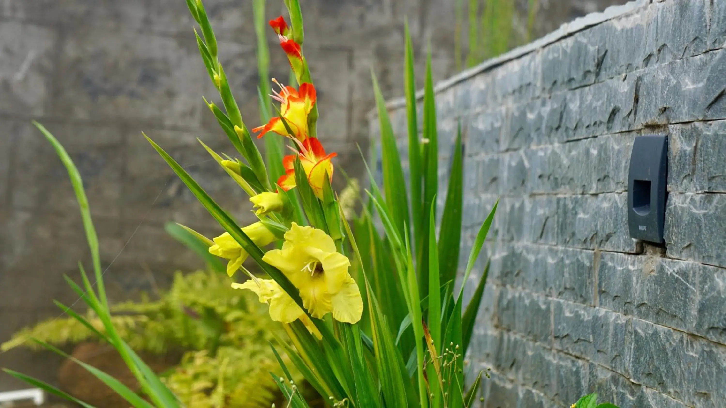 Property building in La Niebla Farm Resort Property building in La Niebla Farm Resort