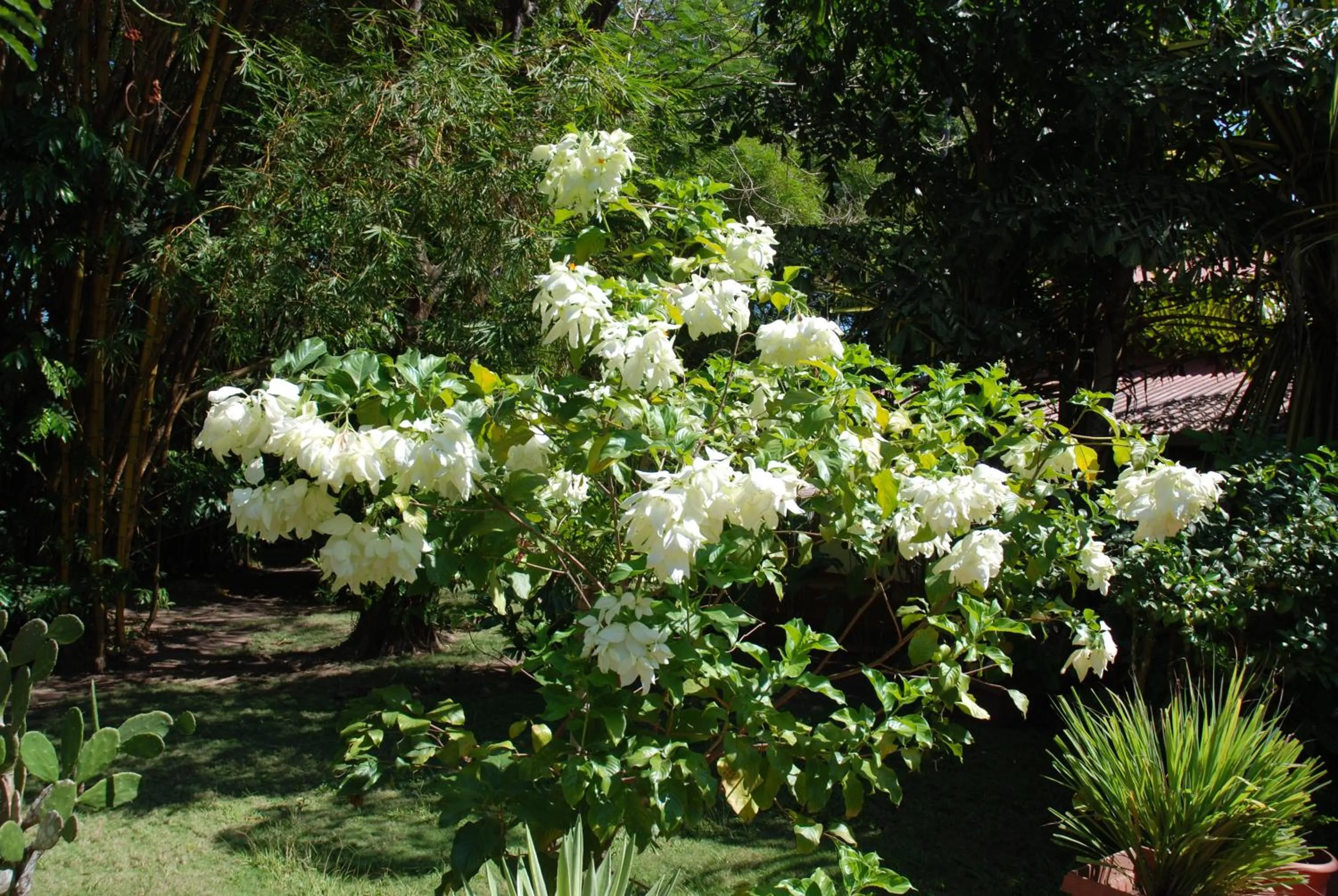 Garden in Beso del Viento (Adults Only)