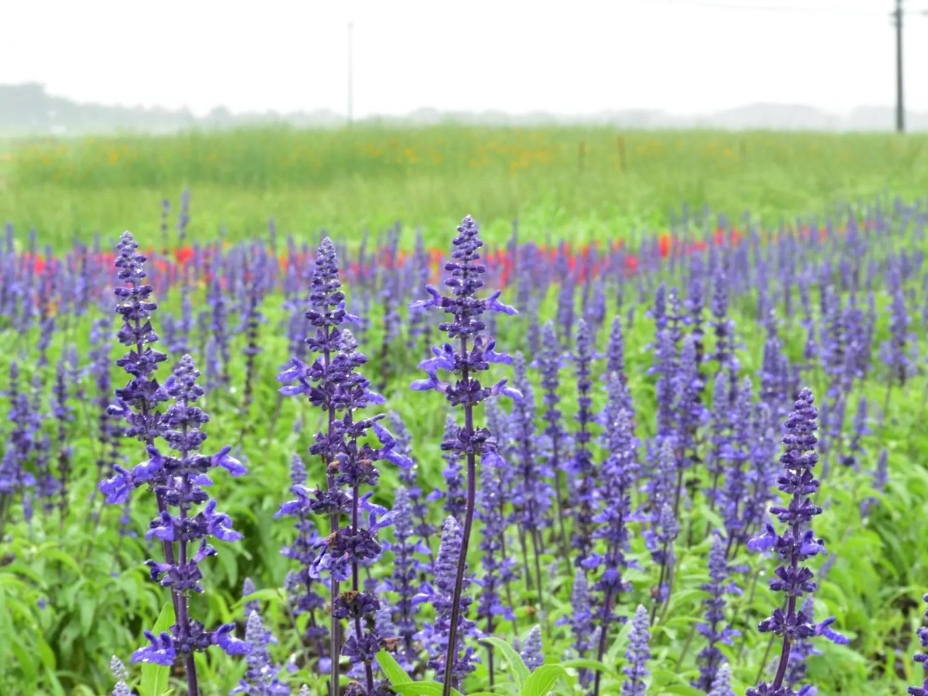 Nearby landmark in Vessel Inn Yachiyo Katsudai Station