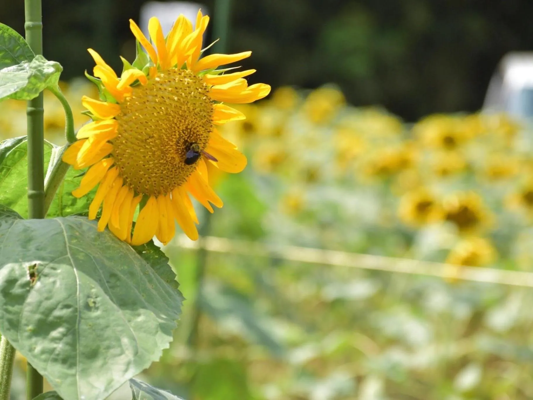 Nearby landmark in Vessel Inn Yachiyo Katsudai Station
