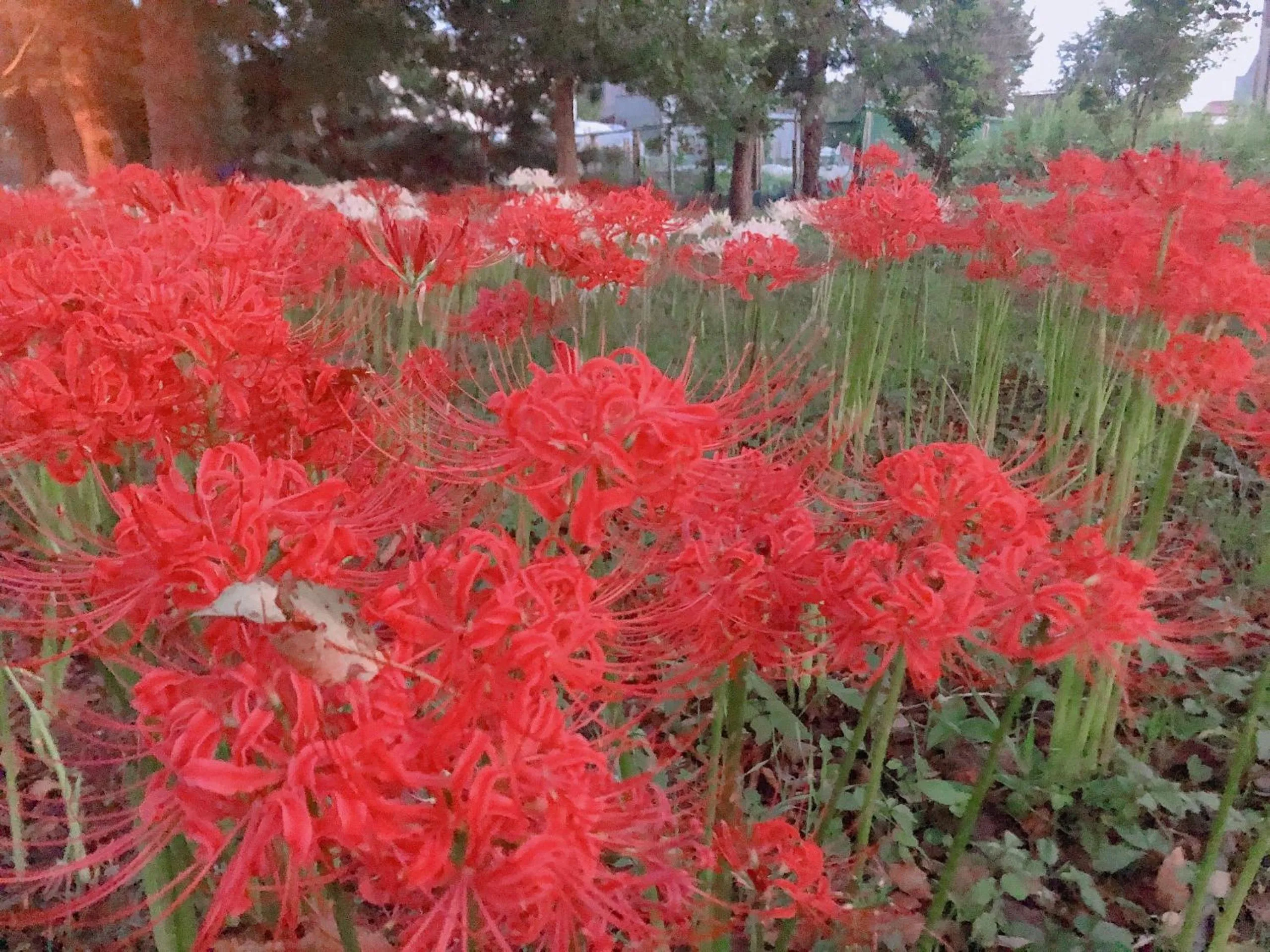 Nearby landmark in Vessel Inn Yachiyo Katsudai Station