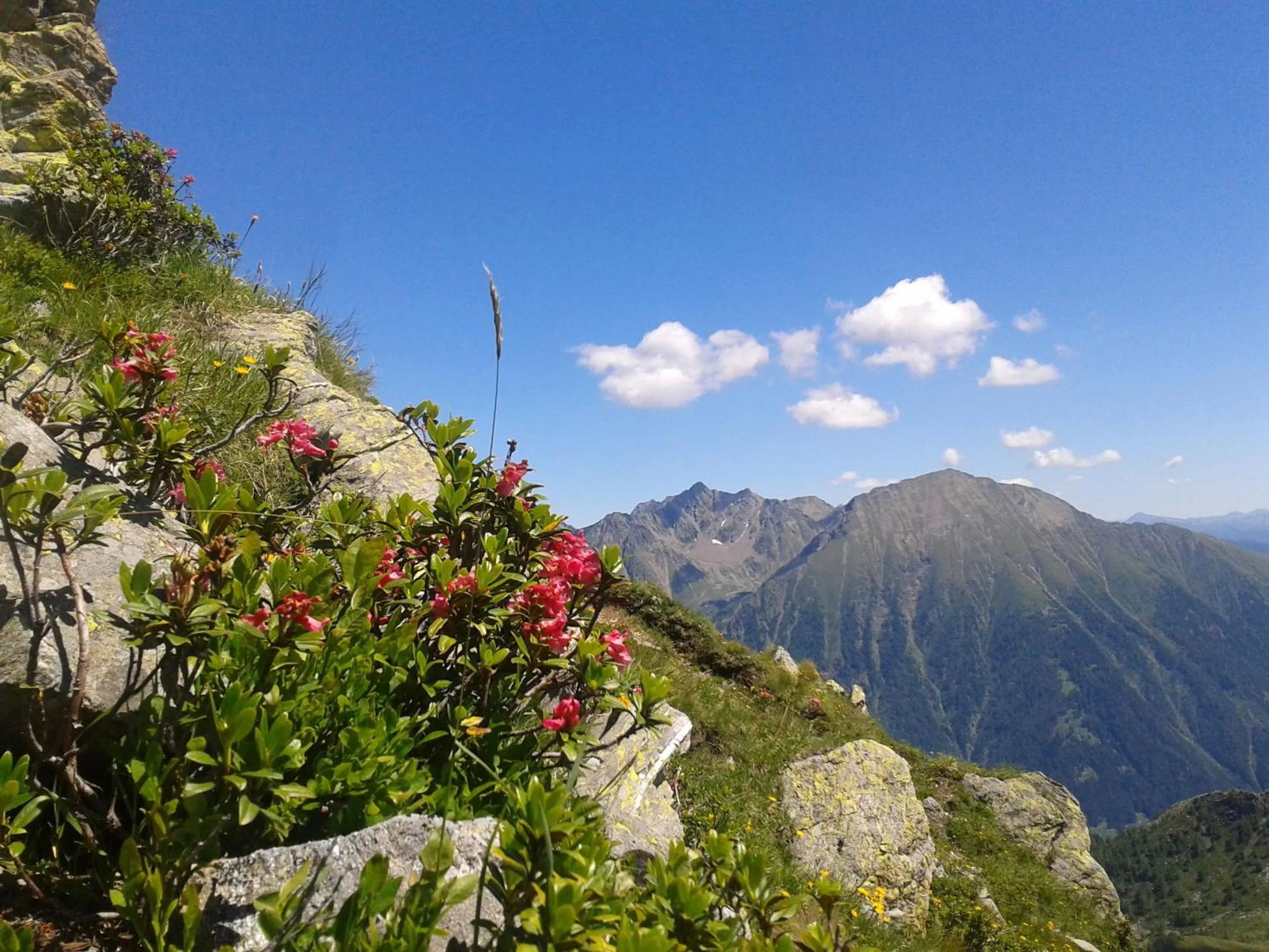 Summer in Pension Sonnenhof