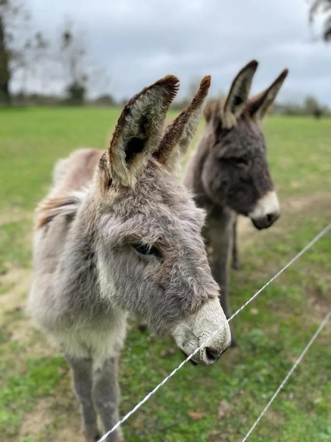 Animals in Domaine La Sauzette