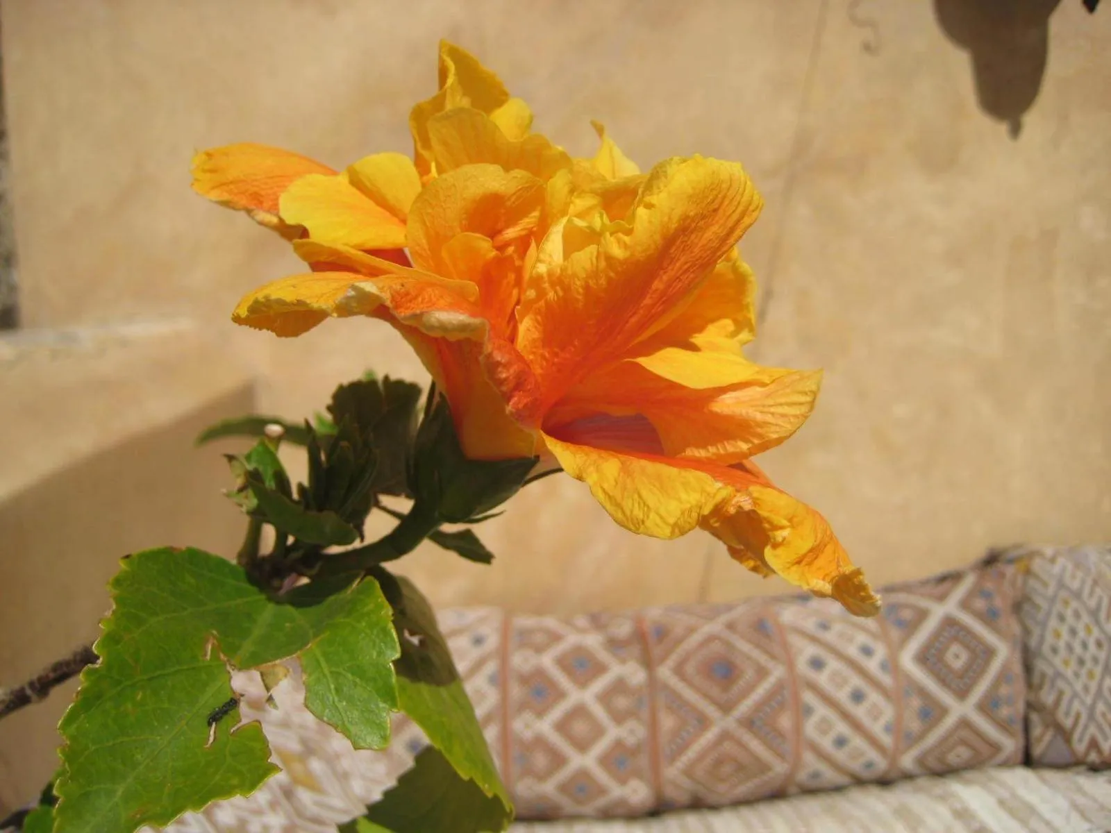 Decorative detail in Dar Houdou
