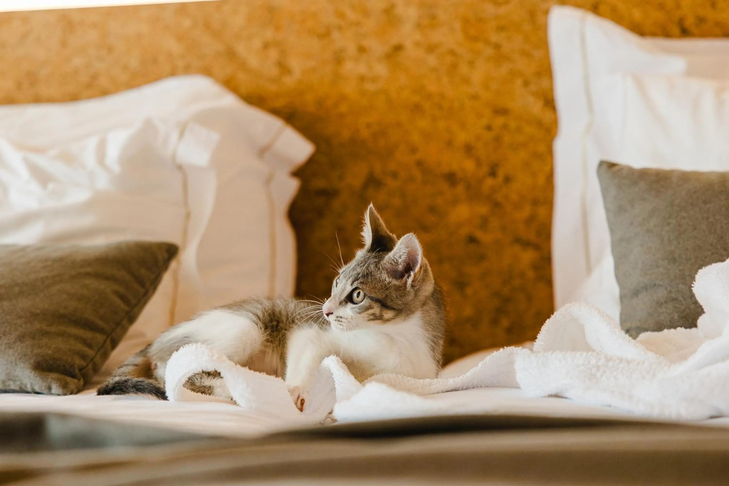 pet friendly, Bed in Canadiano Urban Nature Hotel