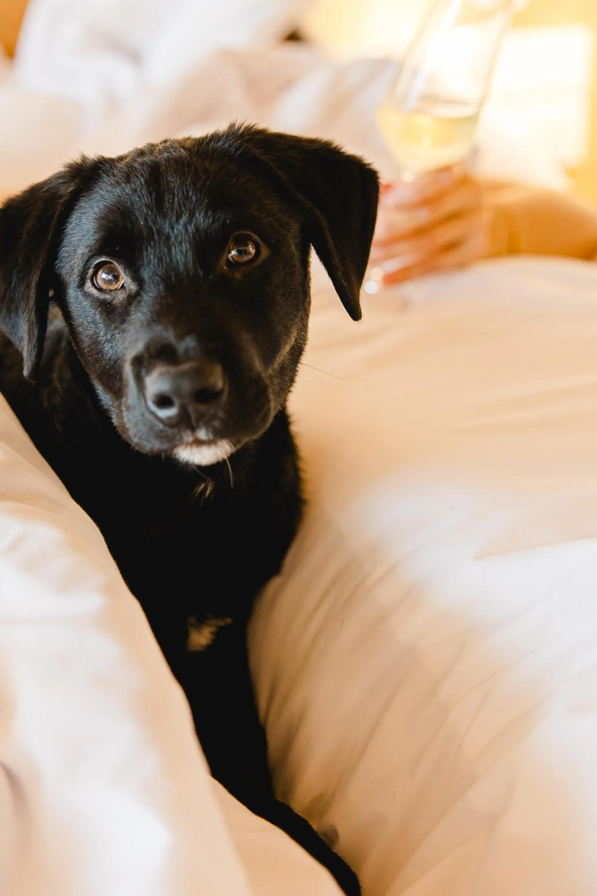 Pets in Canadiano Urban Nature Hotel