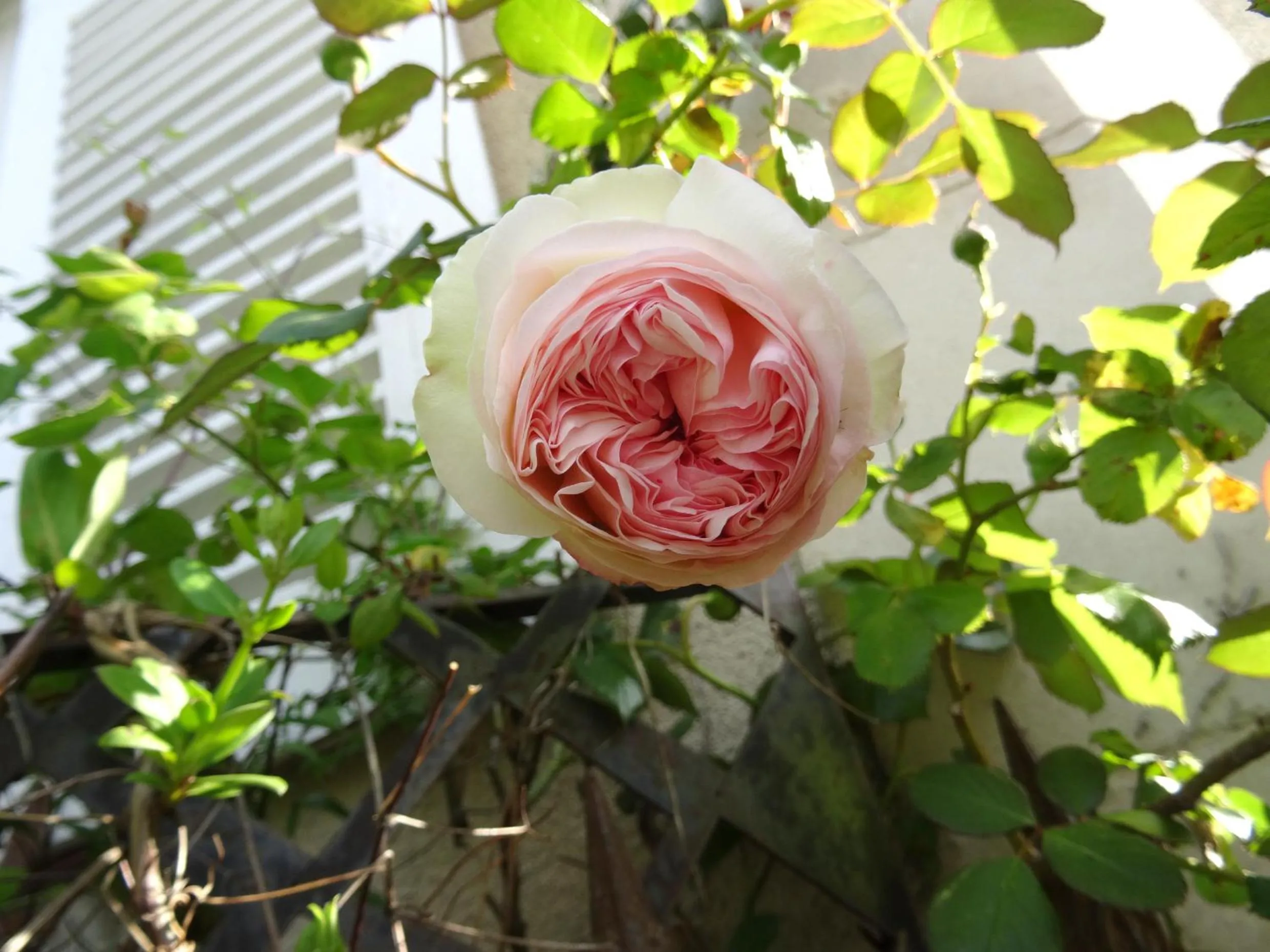 Facade/entrance in L'escalier des rêves