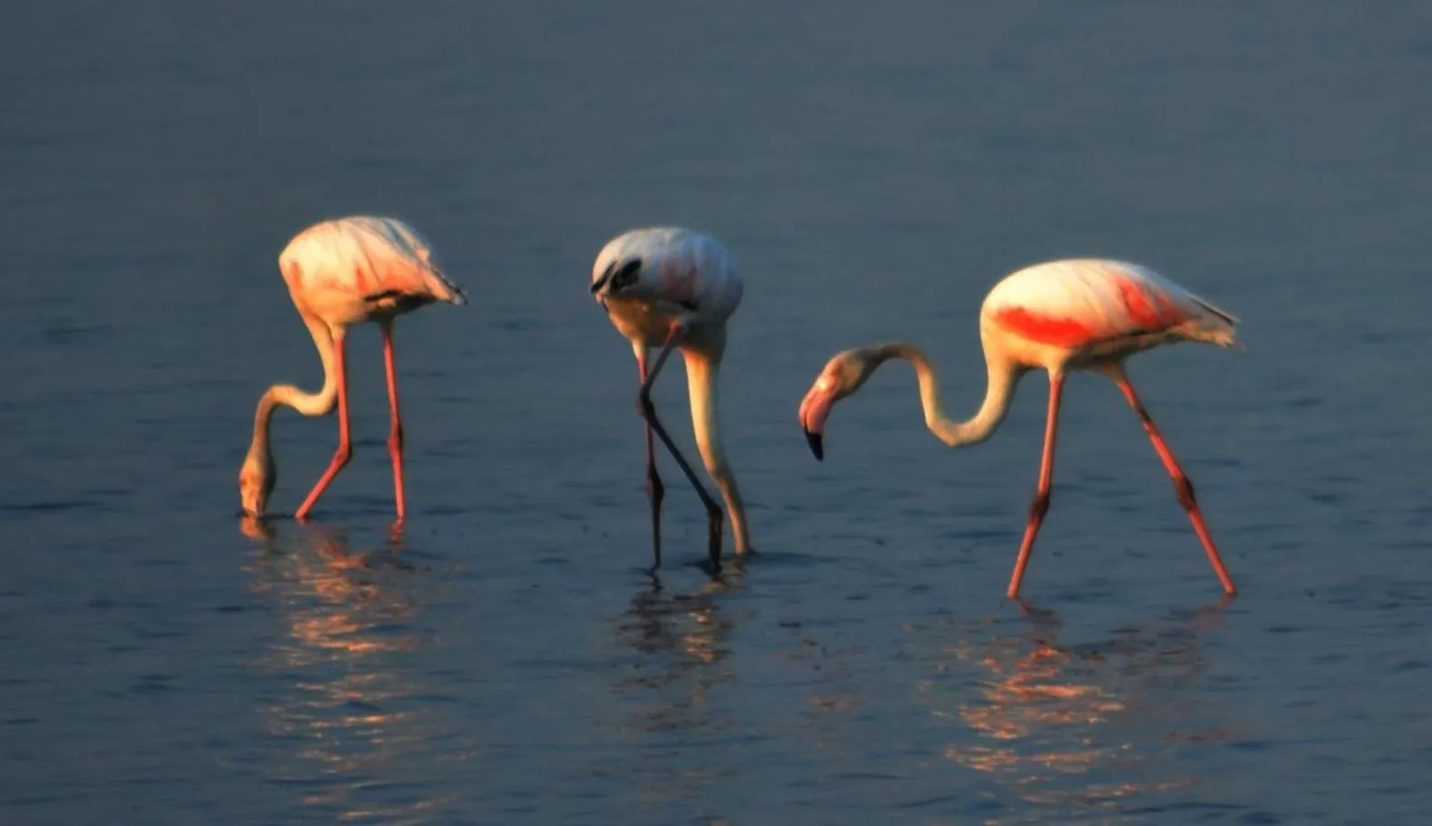 B&B Le Saline Bed & Breakfast