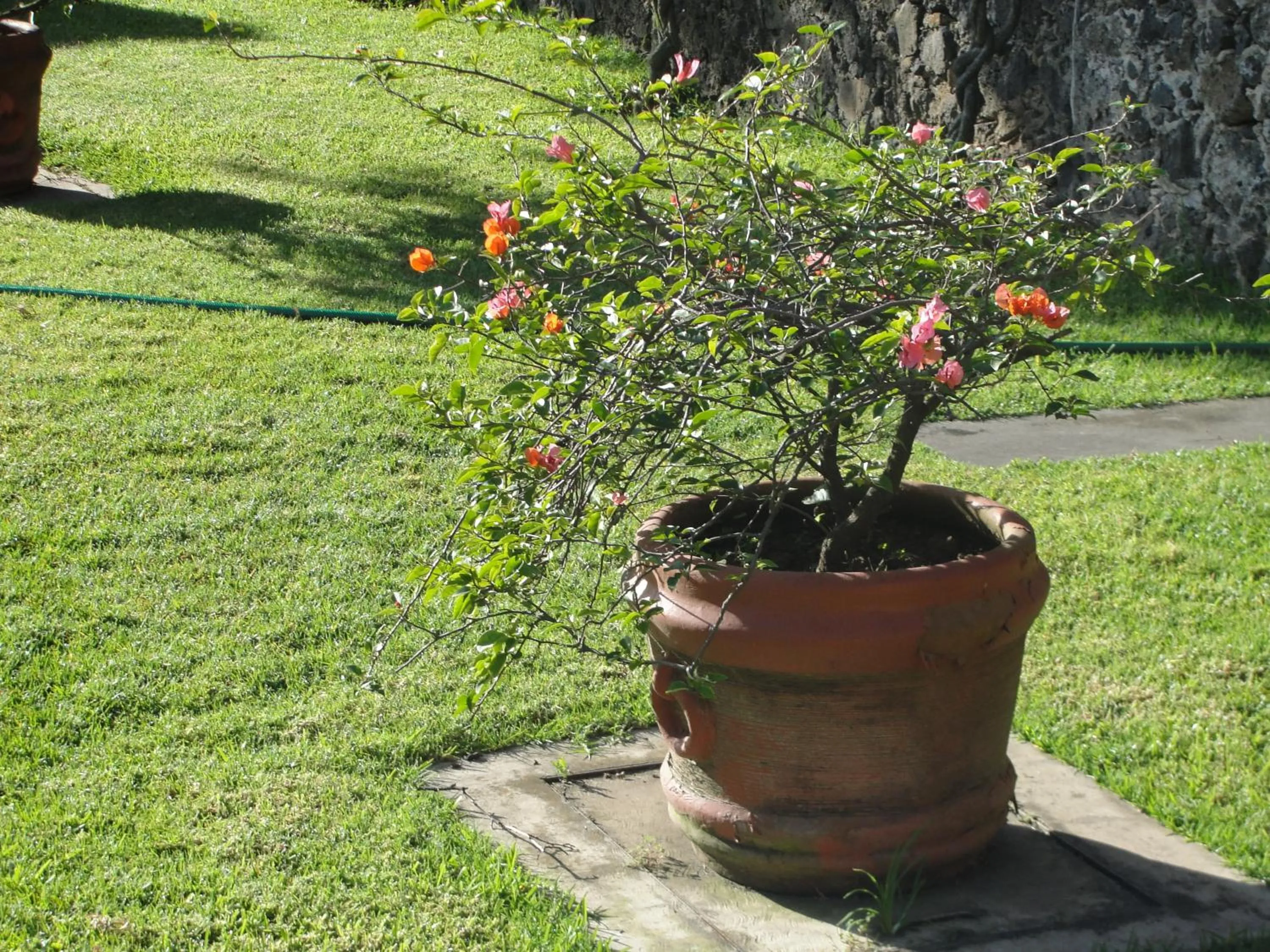 Patio in Las Casitas Tepoztlán