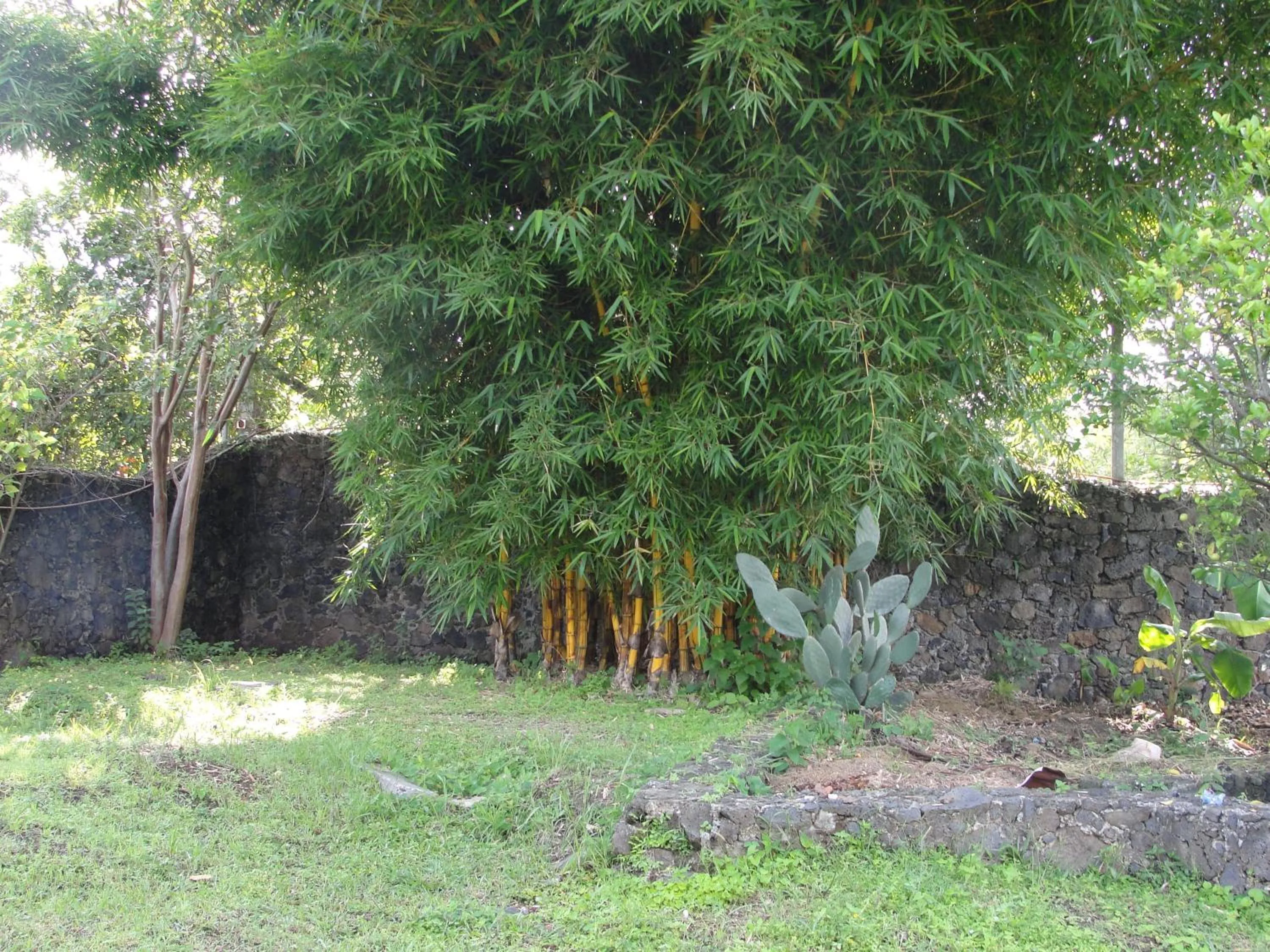 Day in Las Casitas Tepoztlán