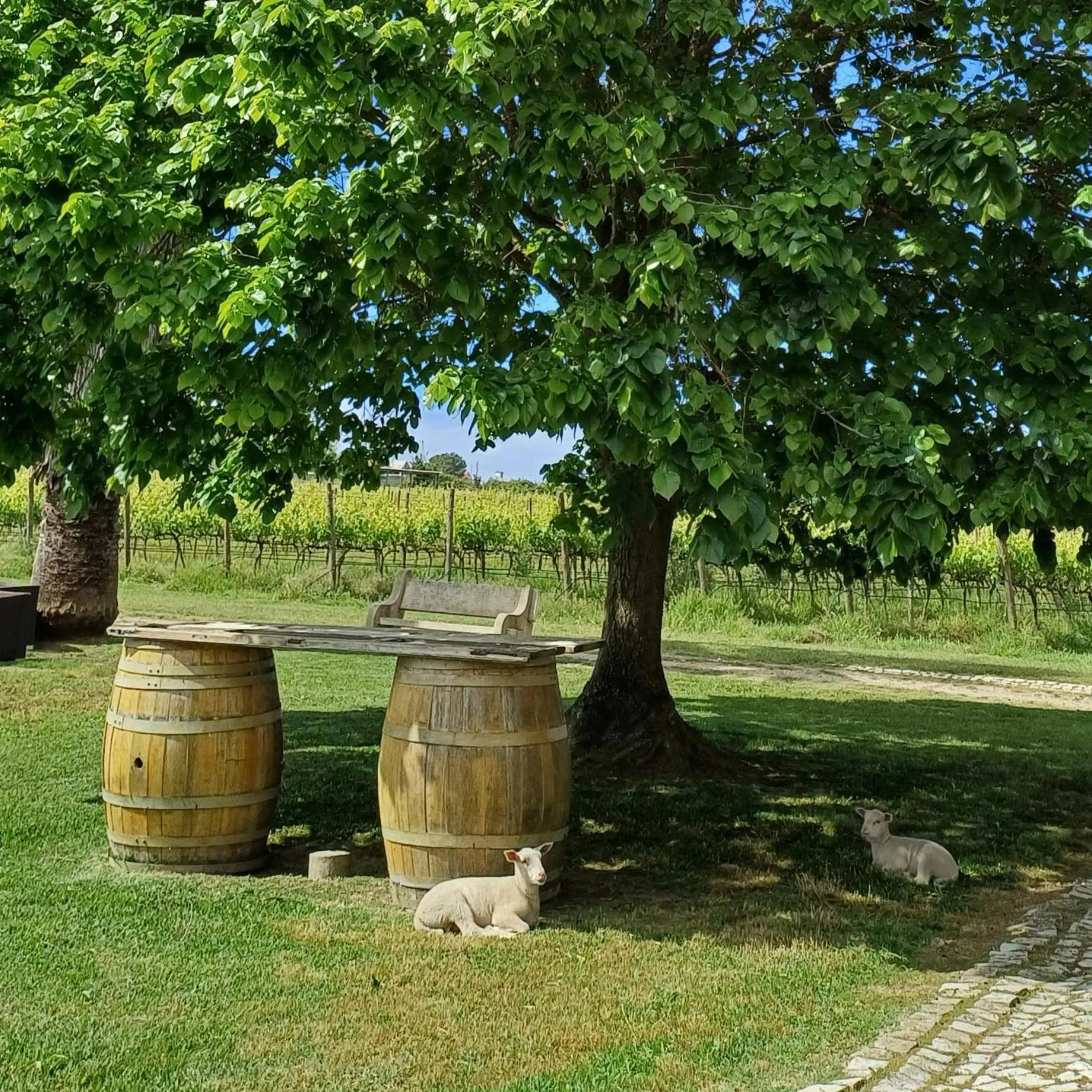 Garden view in Turim Club Azeitao Hotel