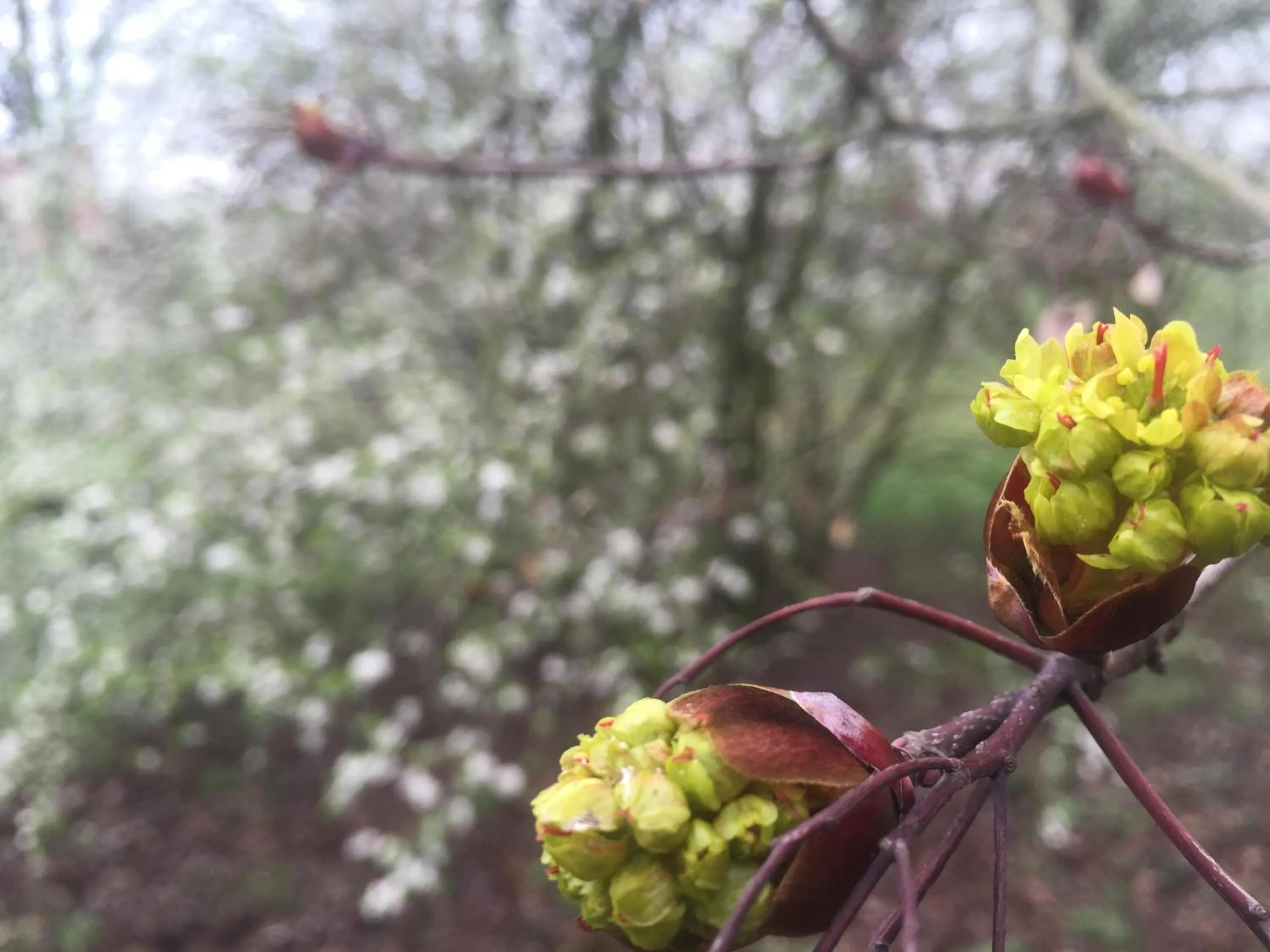 Natural landscape in Zamek Dobra