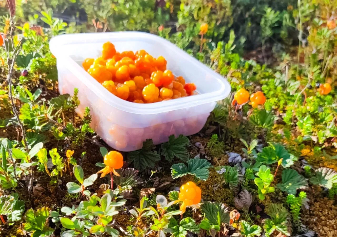 Activities in Hotelli Sodankylä