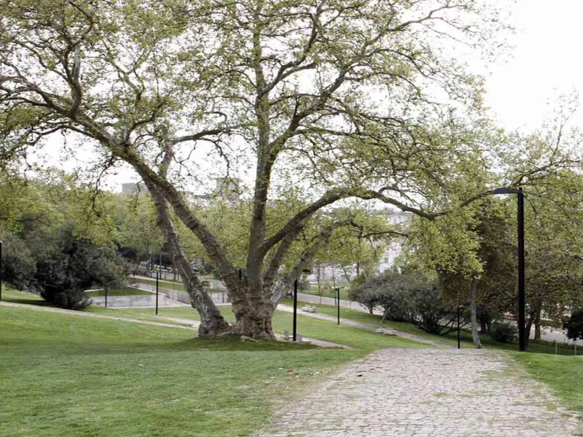 Area and facilities in Rossio Hotel