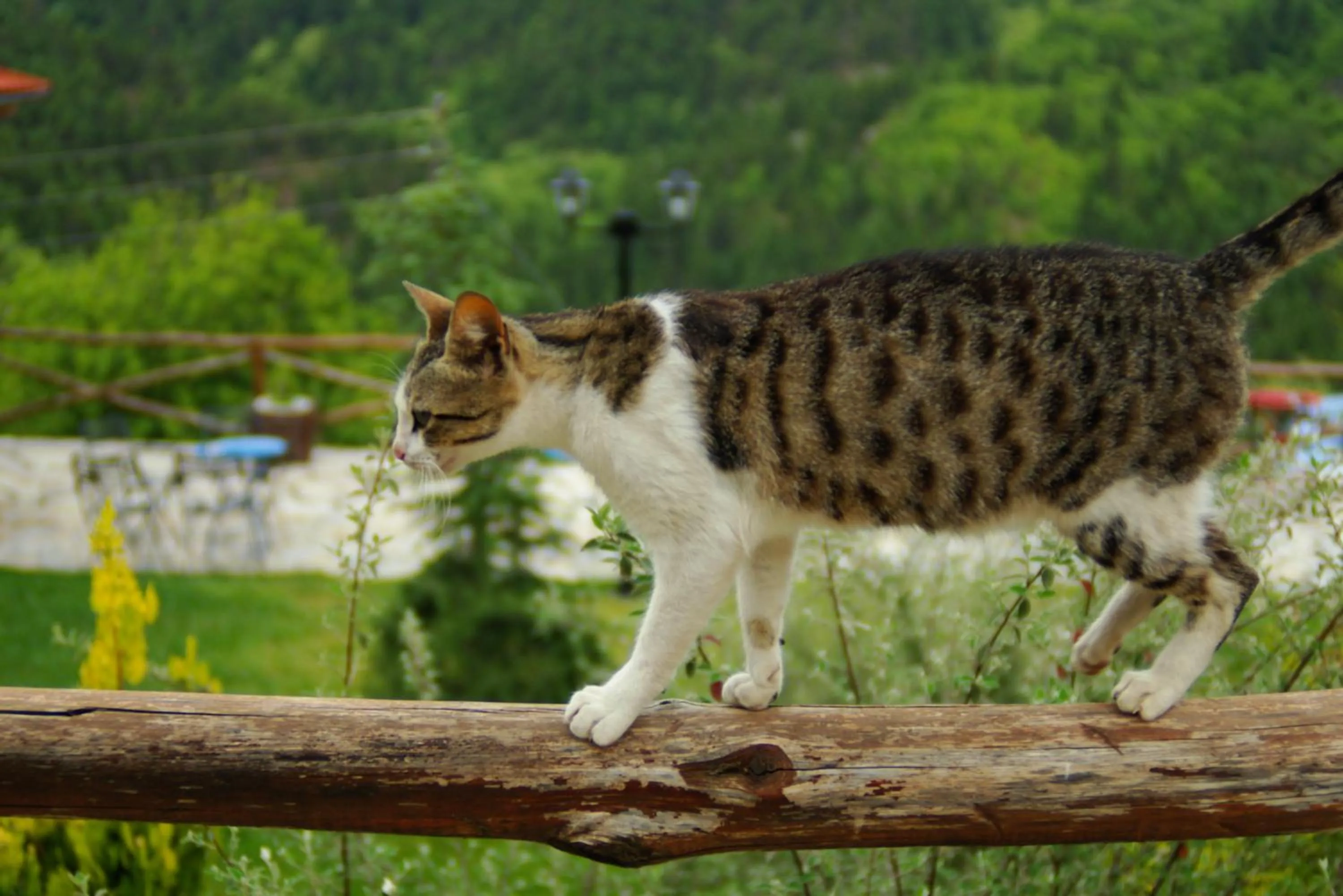 Pets in Xenios Chalet