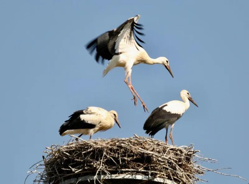 Natural landscape in Hôtel Restaurant Kuentz