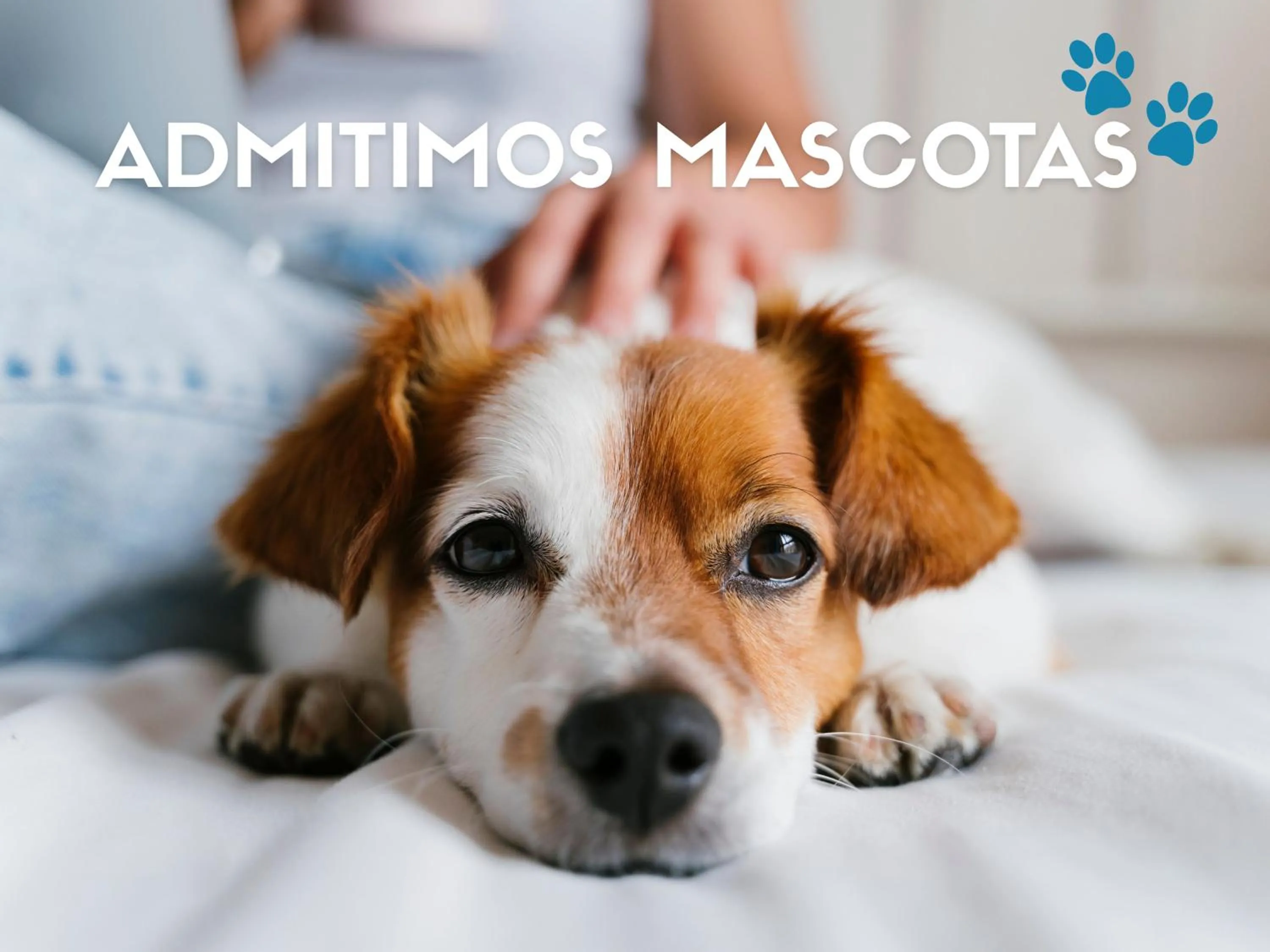 Pets in Apartamentos Midi 3000